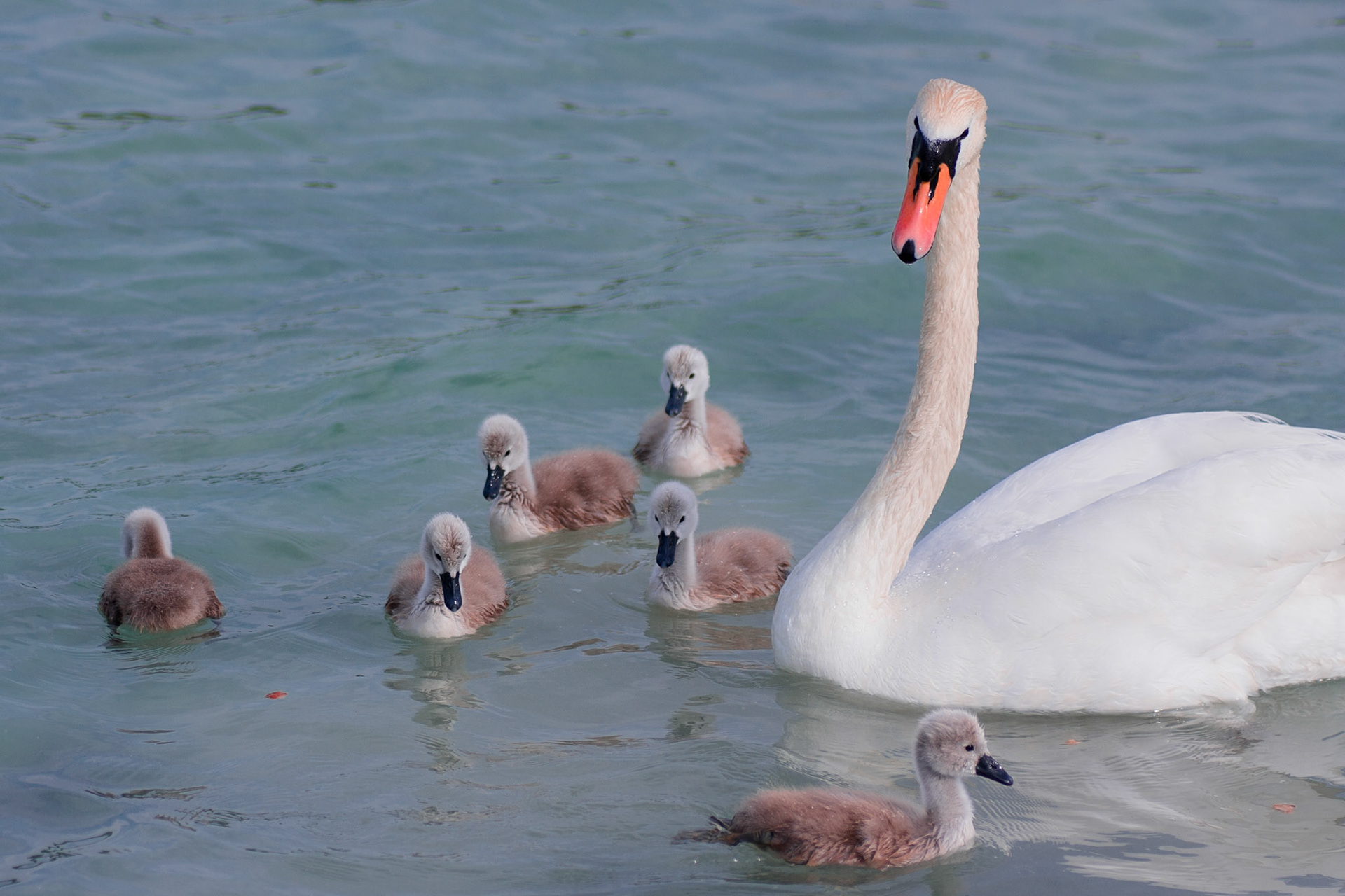 Einer flog übers Kuckucksnest