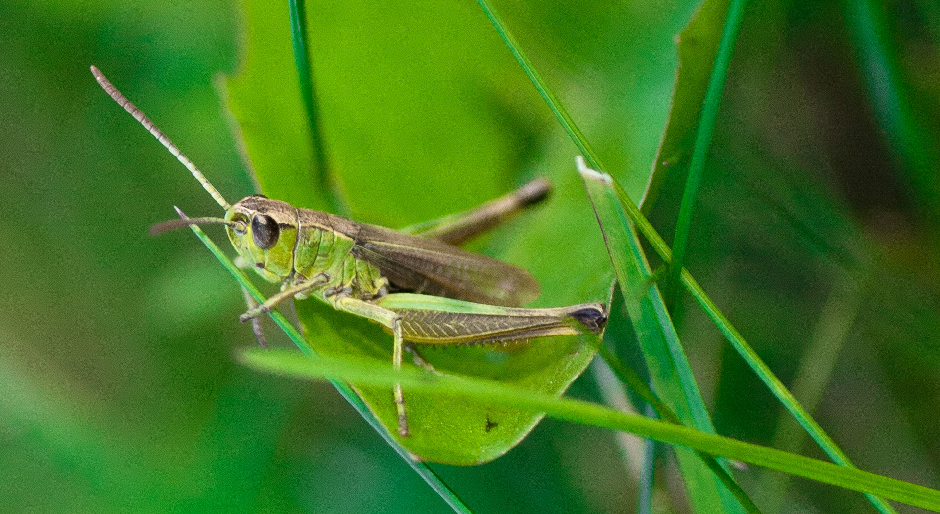 Grüner Grashüpfer posiert auf einem Blatt