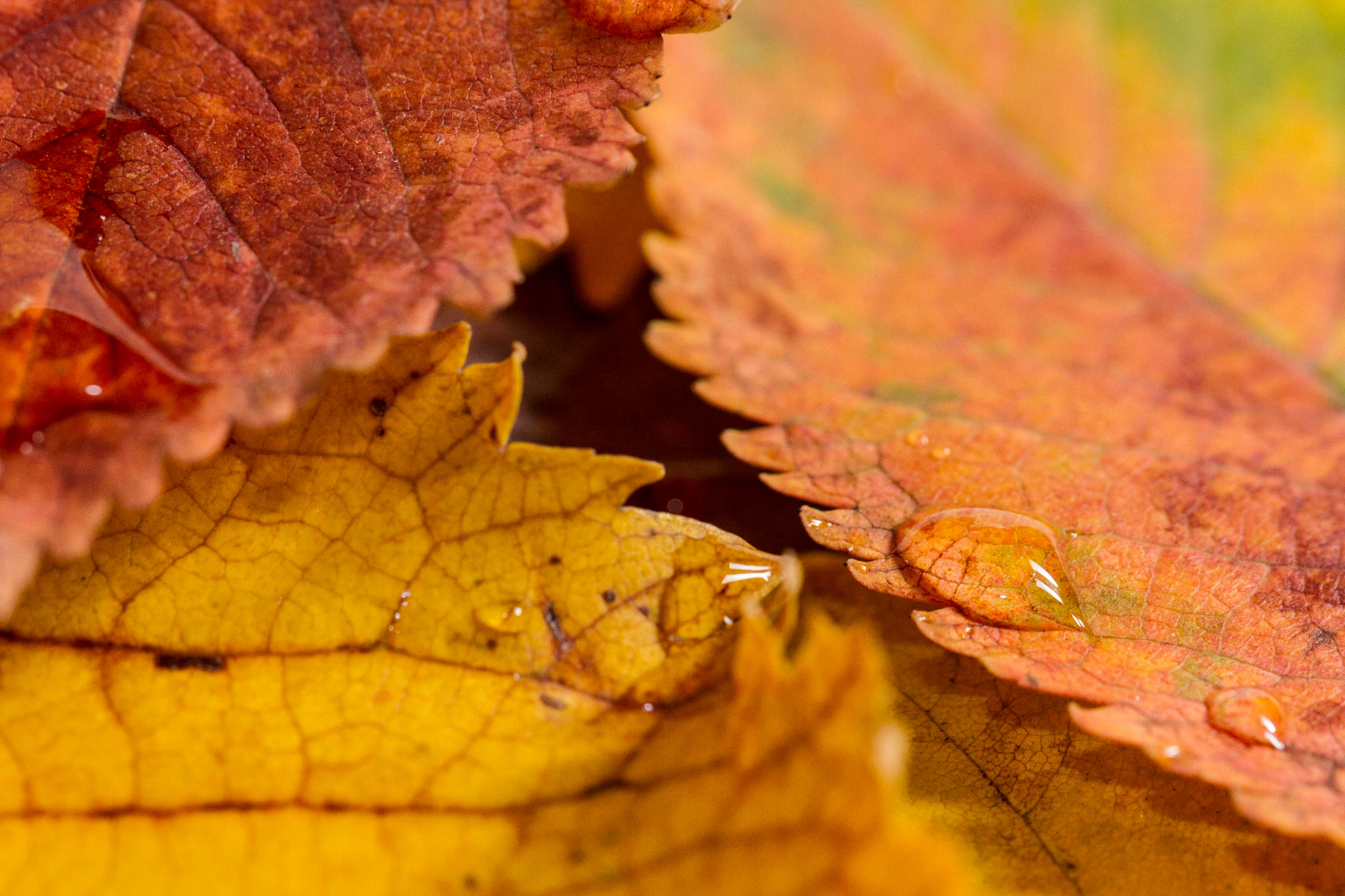 autumnal contrast