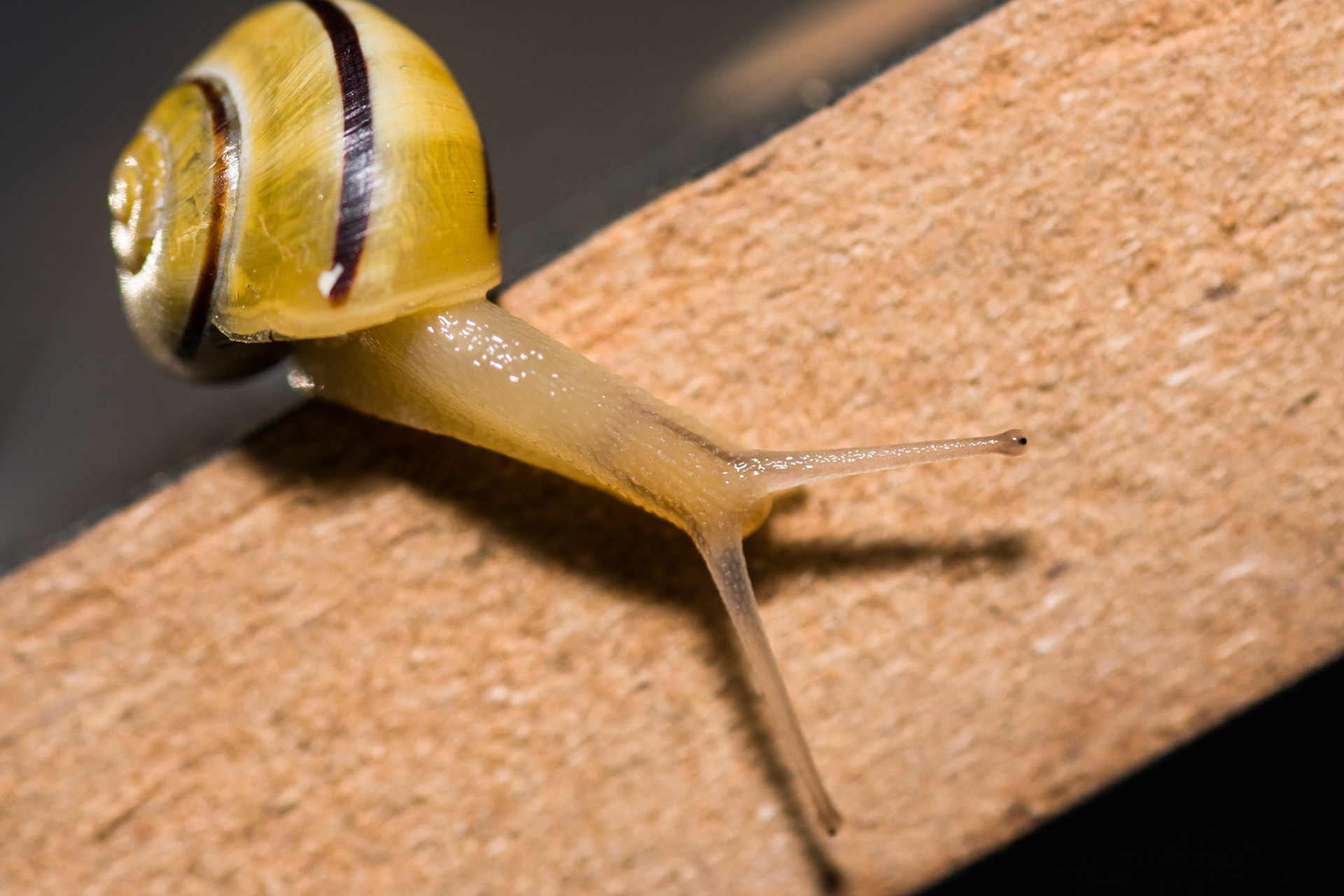 Die Weinbergschnecke war überraschend flott