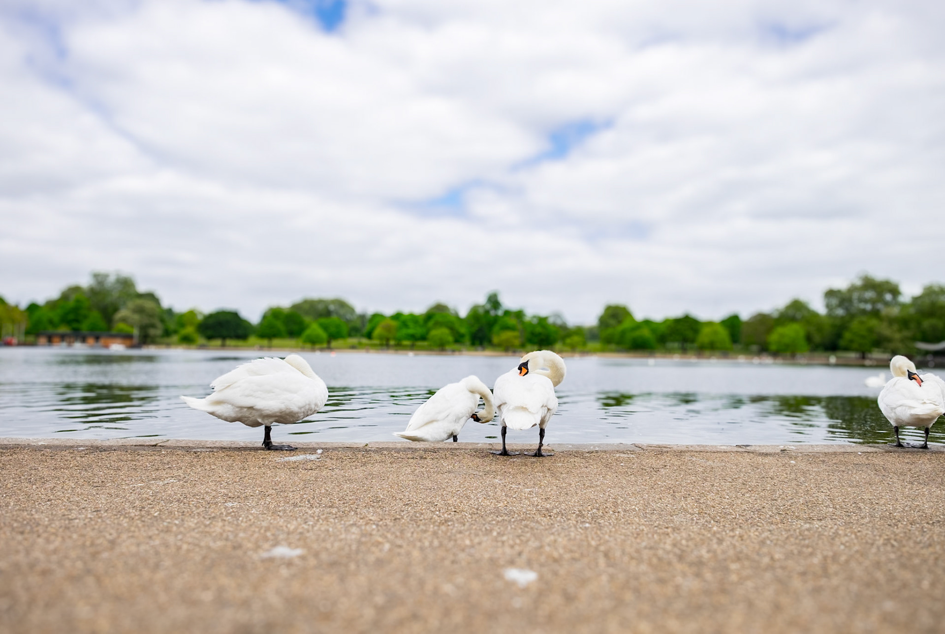 Some swans cleaning their feather dress in green park London.