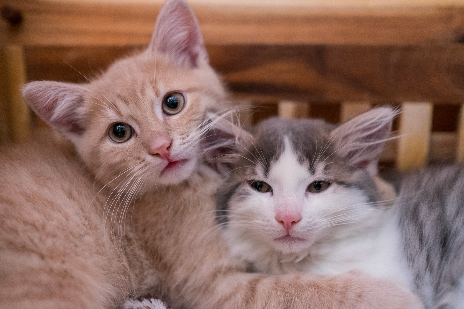 Christmas Cats