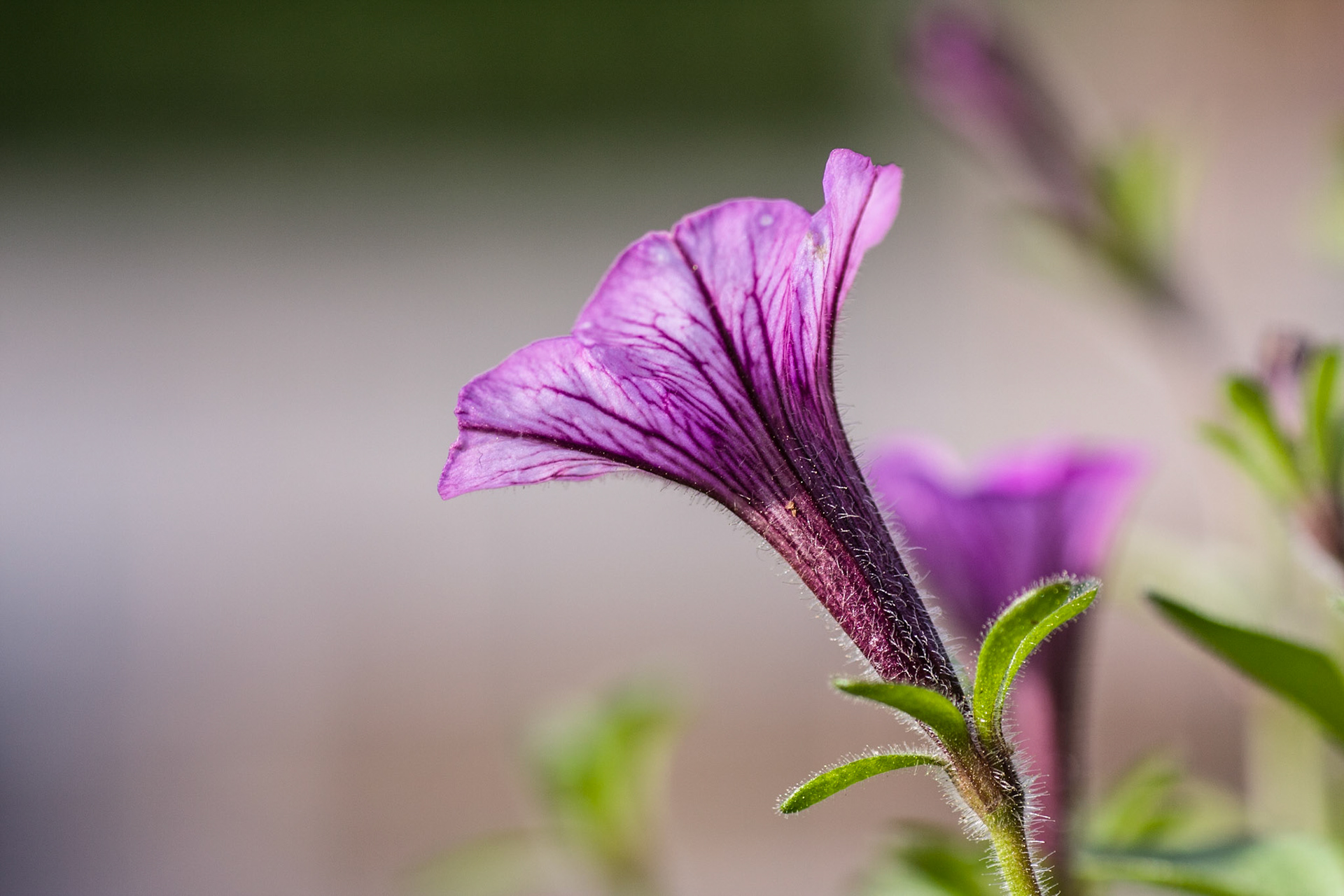 Purple Flower