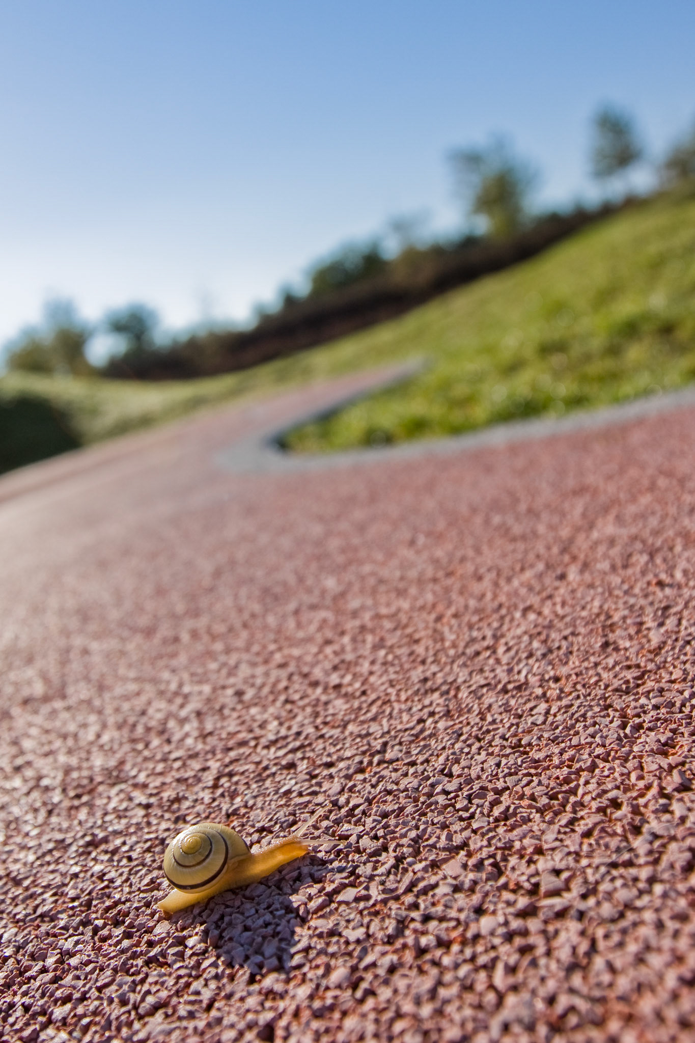 Weinbergschnecke plagt sich auf der Tartanbahn.