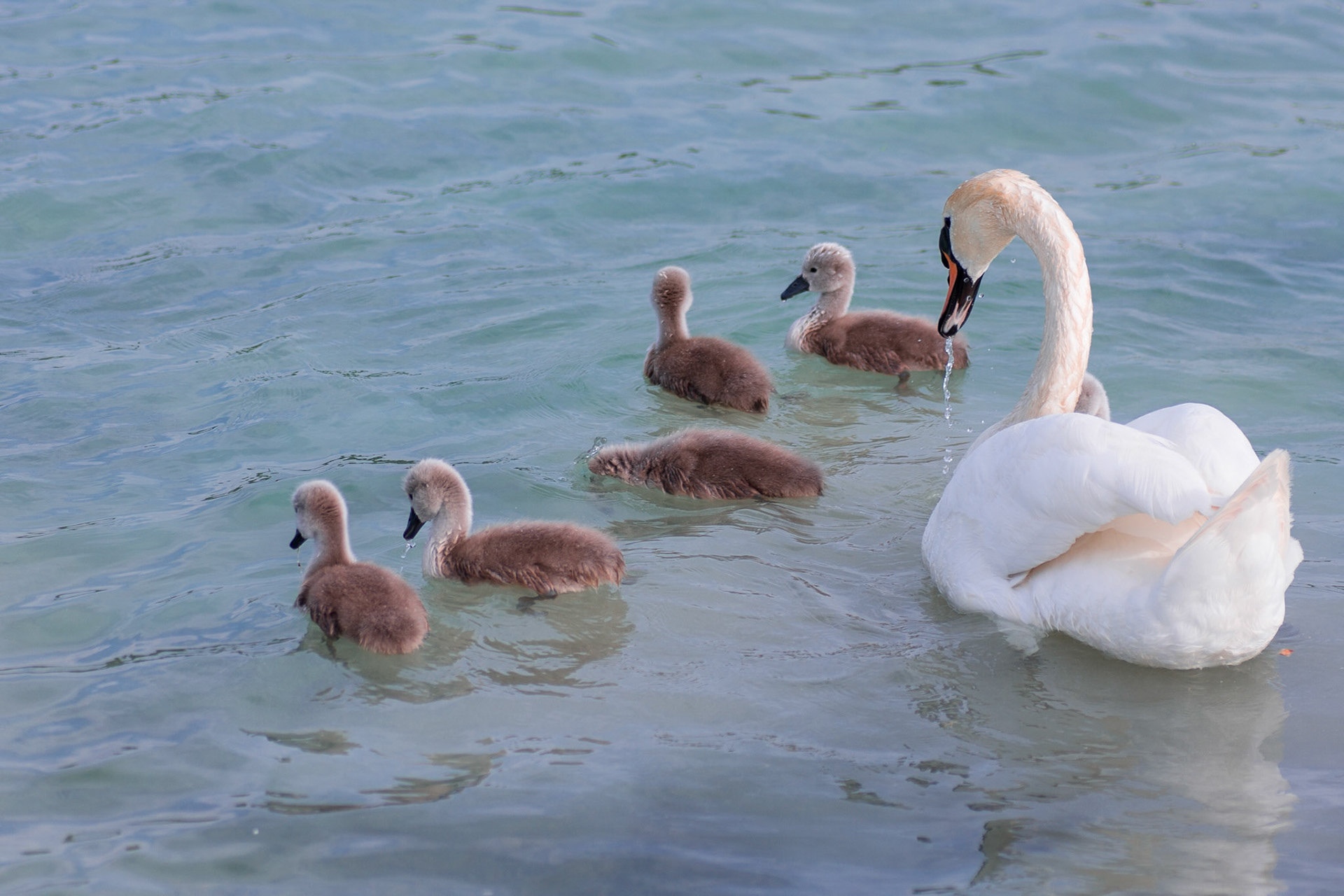 kleine Familie