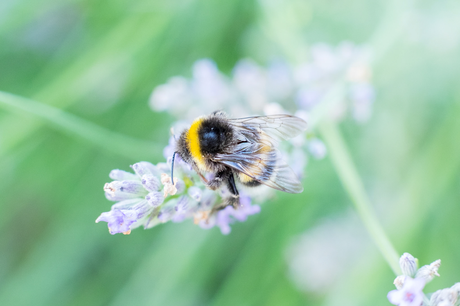 A colorful bumblebee sitting on lavender and collecting nectar