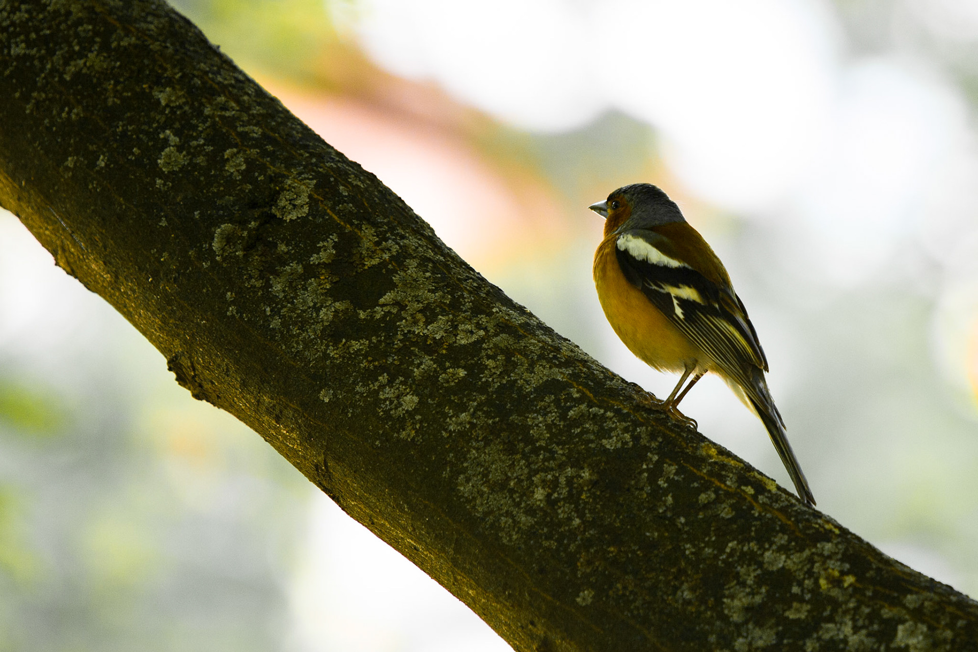 Ein stieglitz in der Morgensonne auf einem Baum entdeckt.