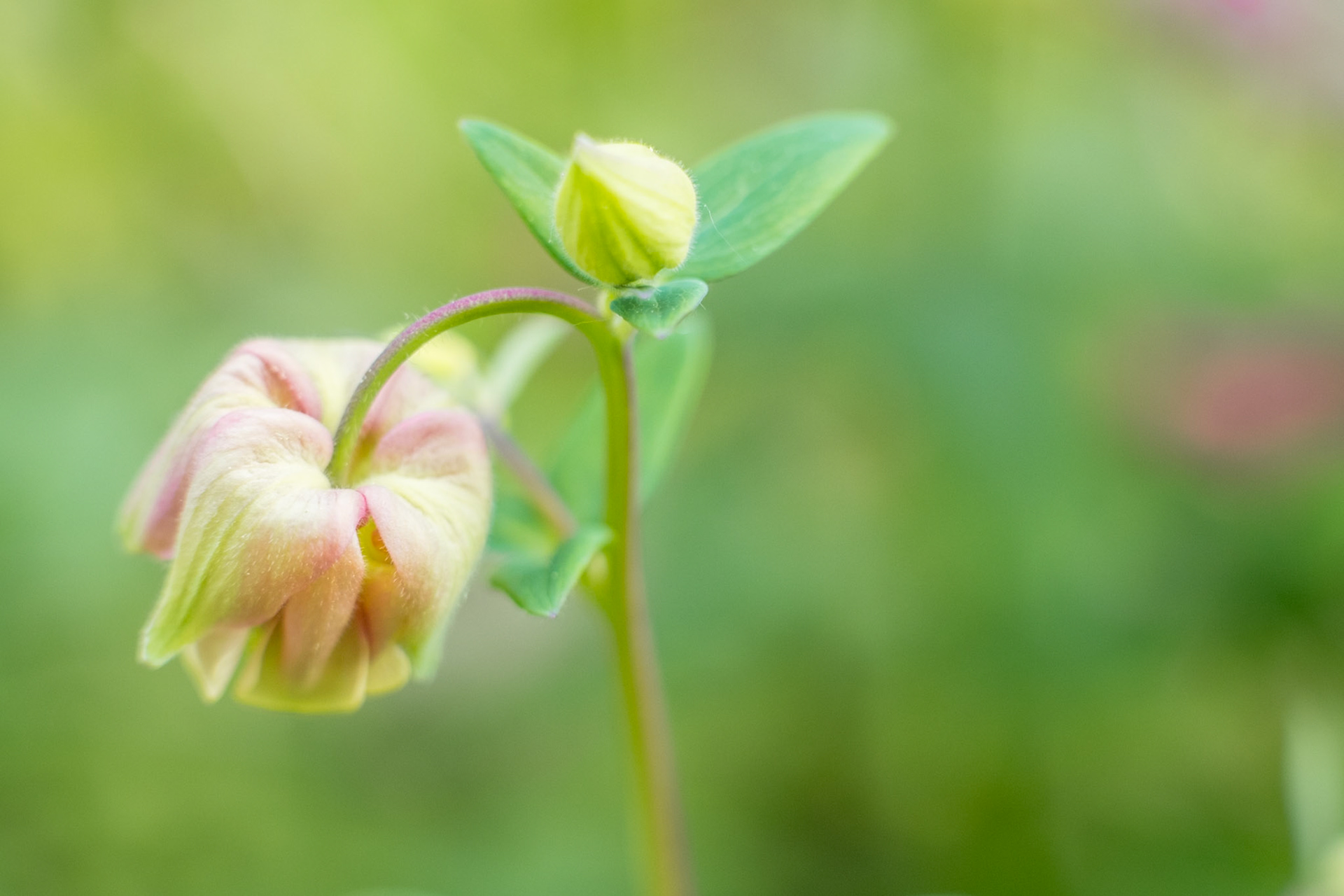 a bud and an opening bud in the garden on a cold sunny afternoon