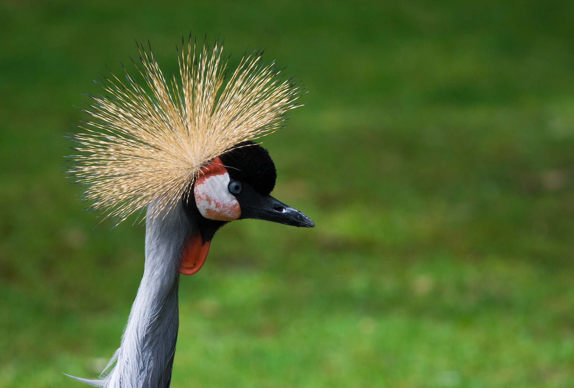 gekrönter Vogel