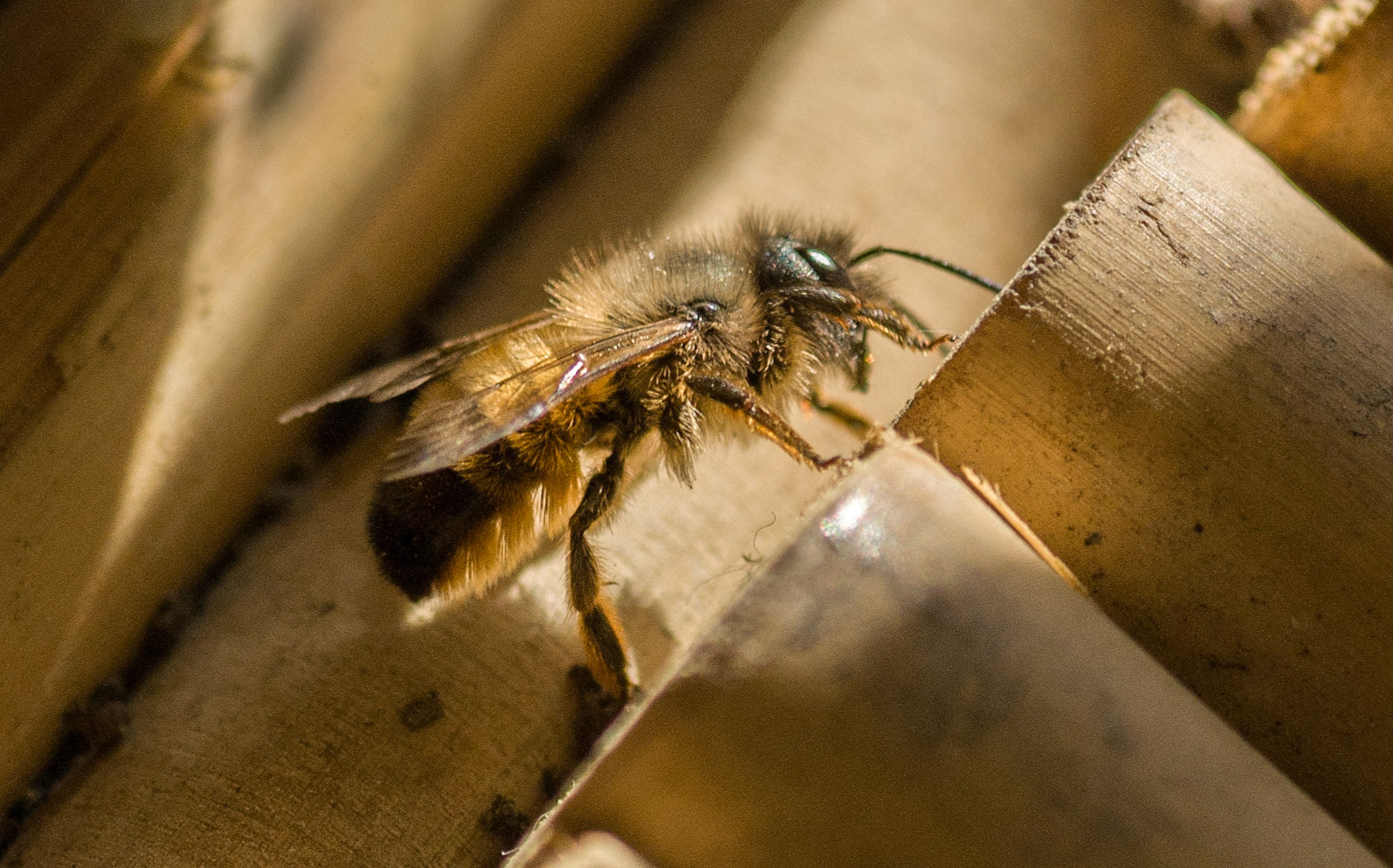 Eine Biene verkriecht sich in den Bambus Rohren die den Boden verkleiden.
