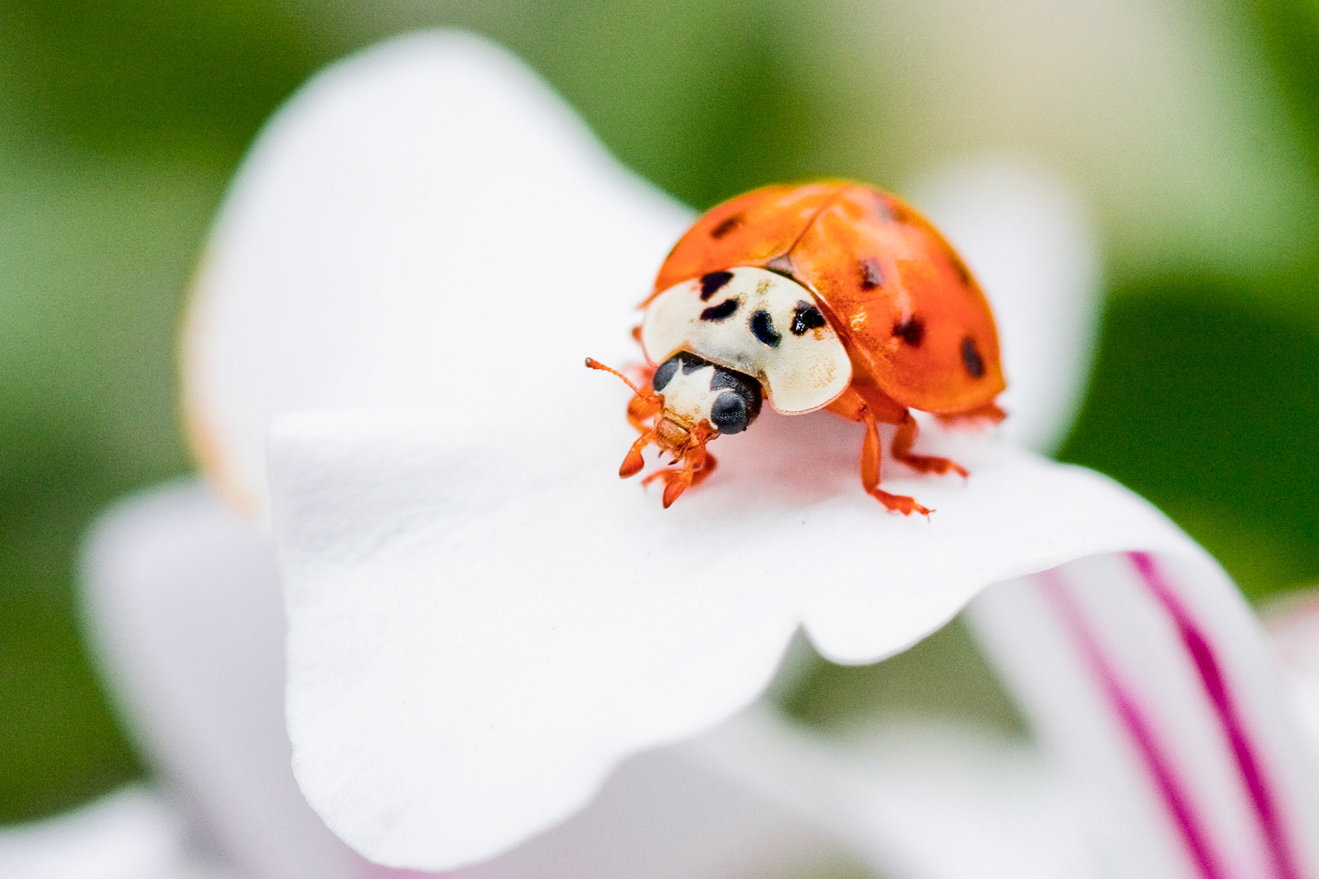 Immer die Ruhe bewahren...