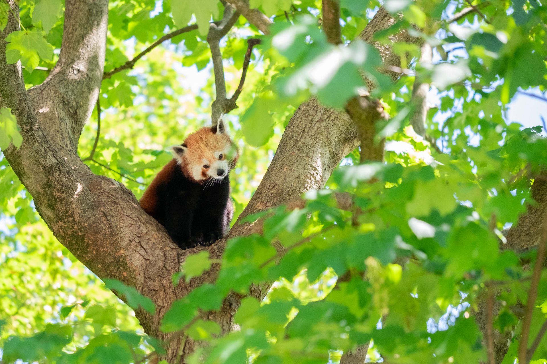 Ein kleiner Panda (roter Panda) hockt in einem Baumwipfel