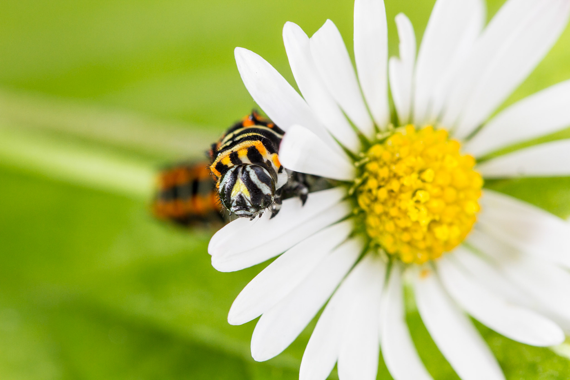 eating daisy