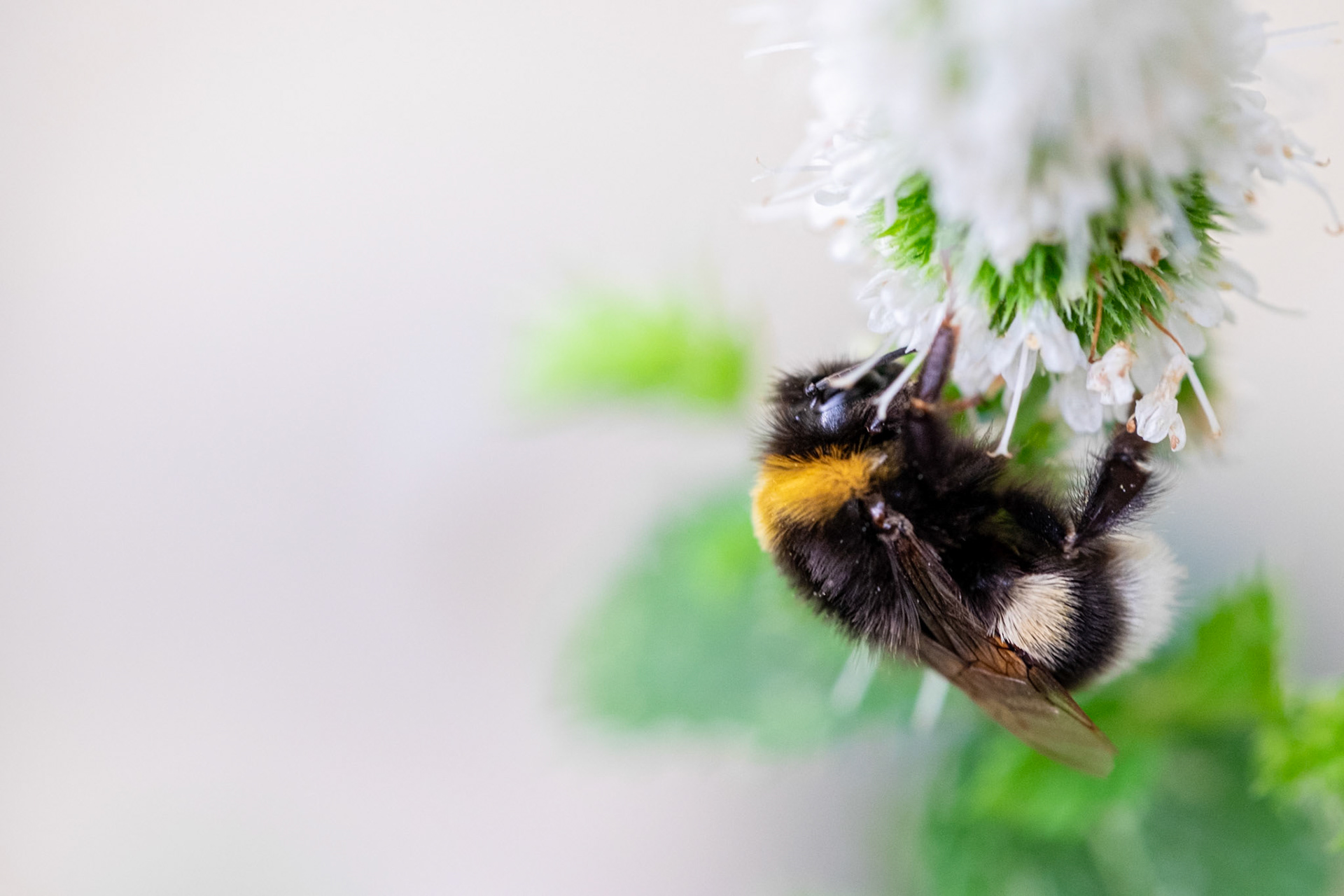 Spring arrives and with him some bumblebees.