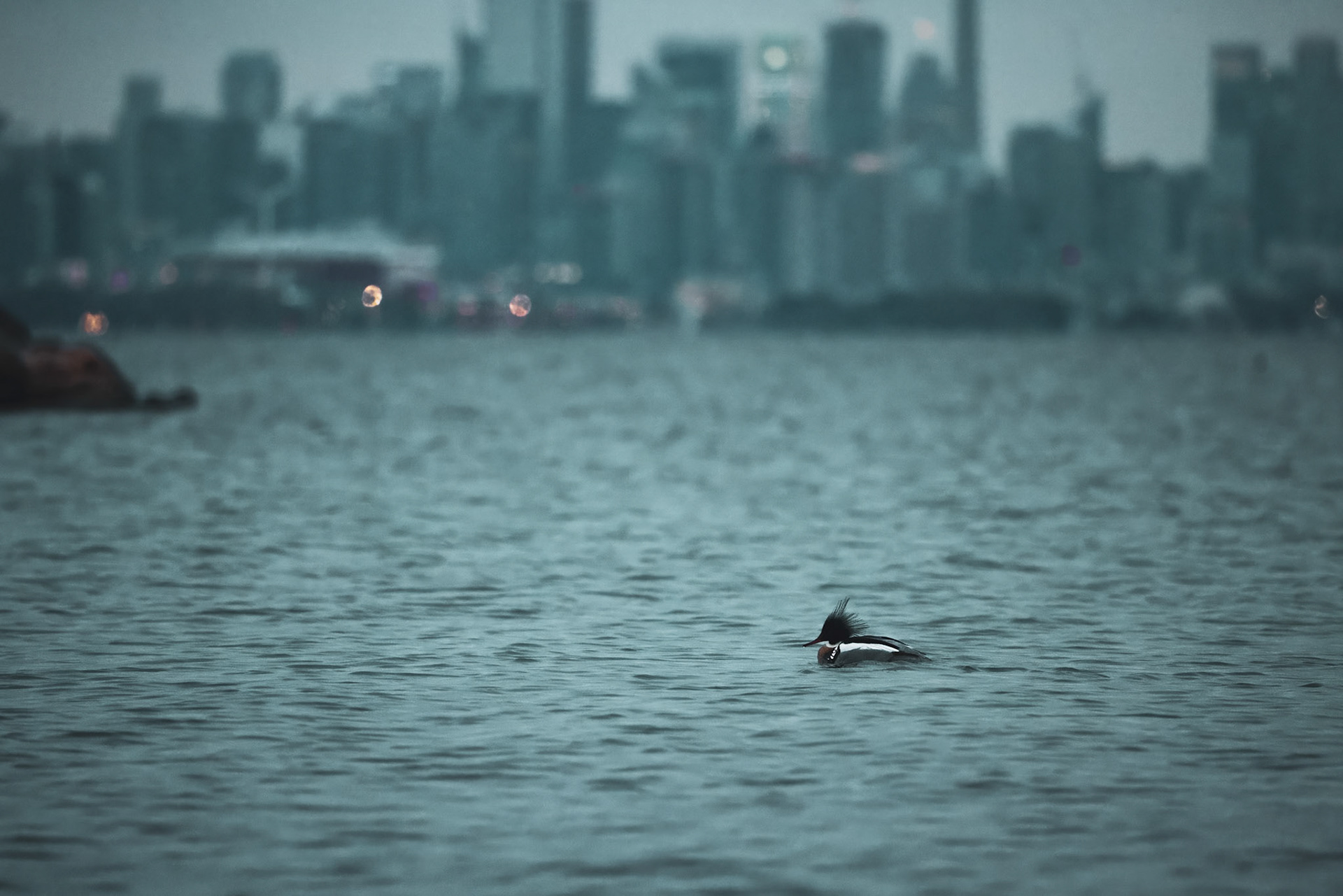 Red-Breasted Merganser in front of Toronto SkylineShot on #Canon R5 + RF 100-500#shotoncanon #canoncanada #wildlife #waterfowl #birding #birdphotography #merganser #hunting #sharecangeo #yourshotphotographer #wildlifephotography #toronto #skyline
