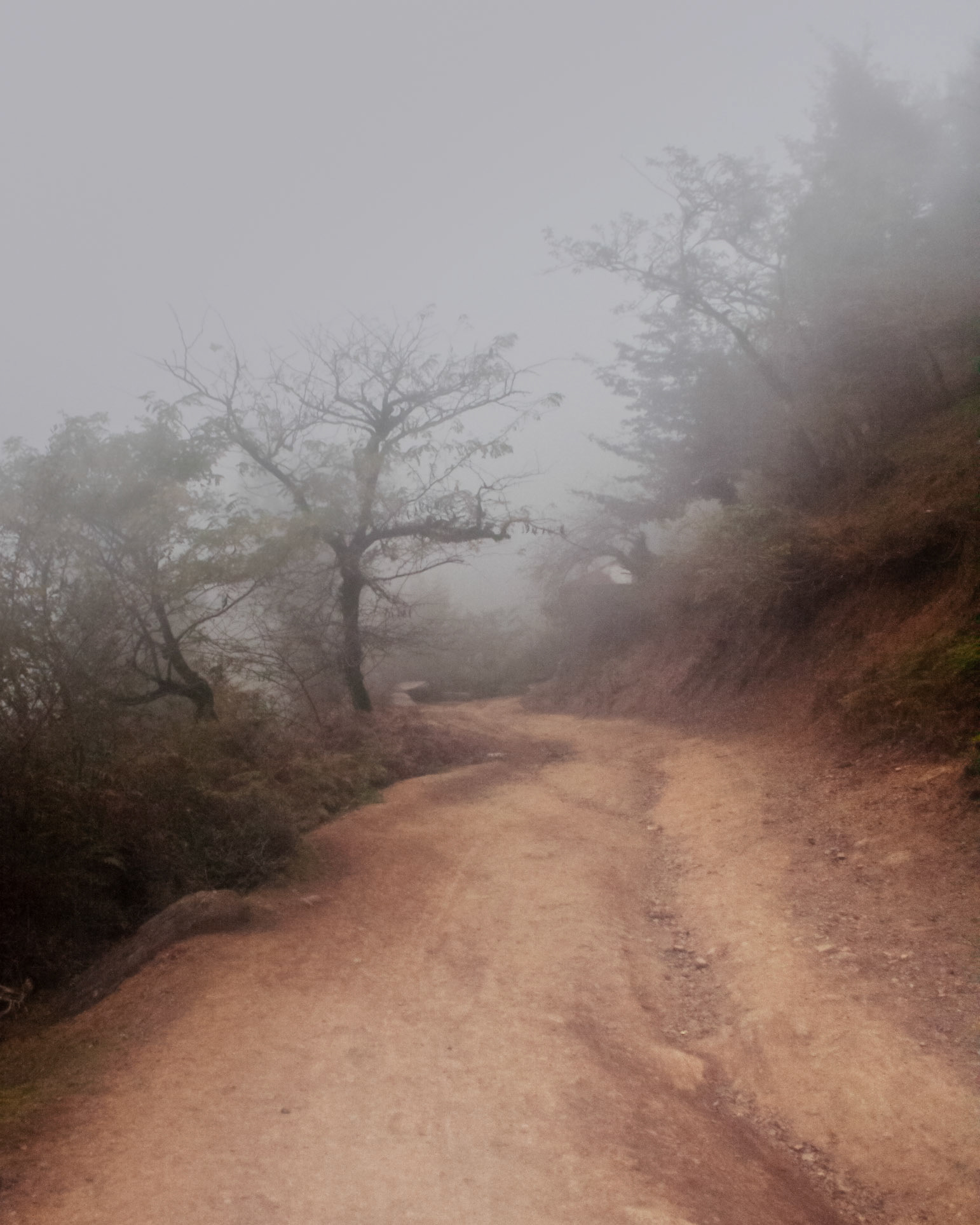 Foggy Rainforest in Northern Iran