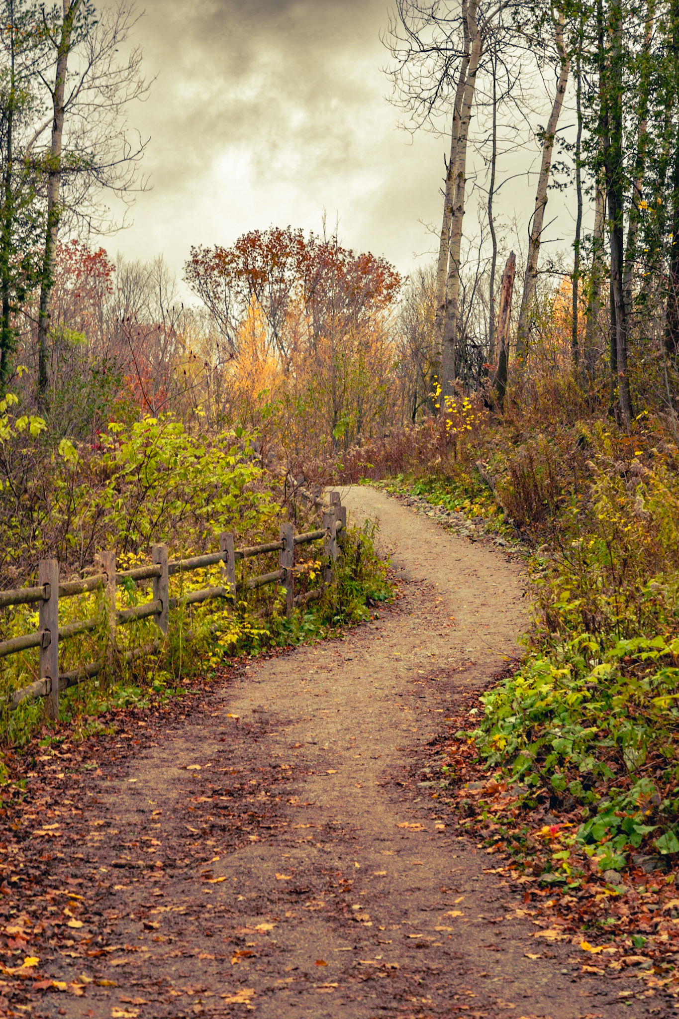 The foliage in Jefferson Forest is absolutely rad. the vast variety of tree types helps a long pleasant fall show!