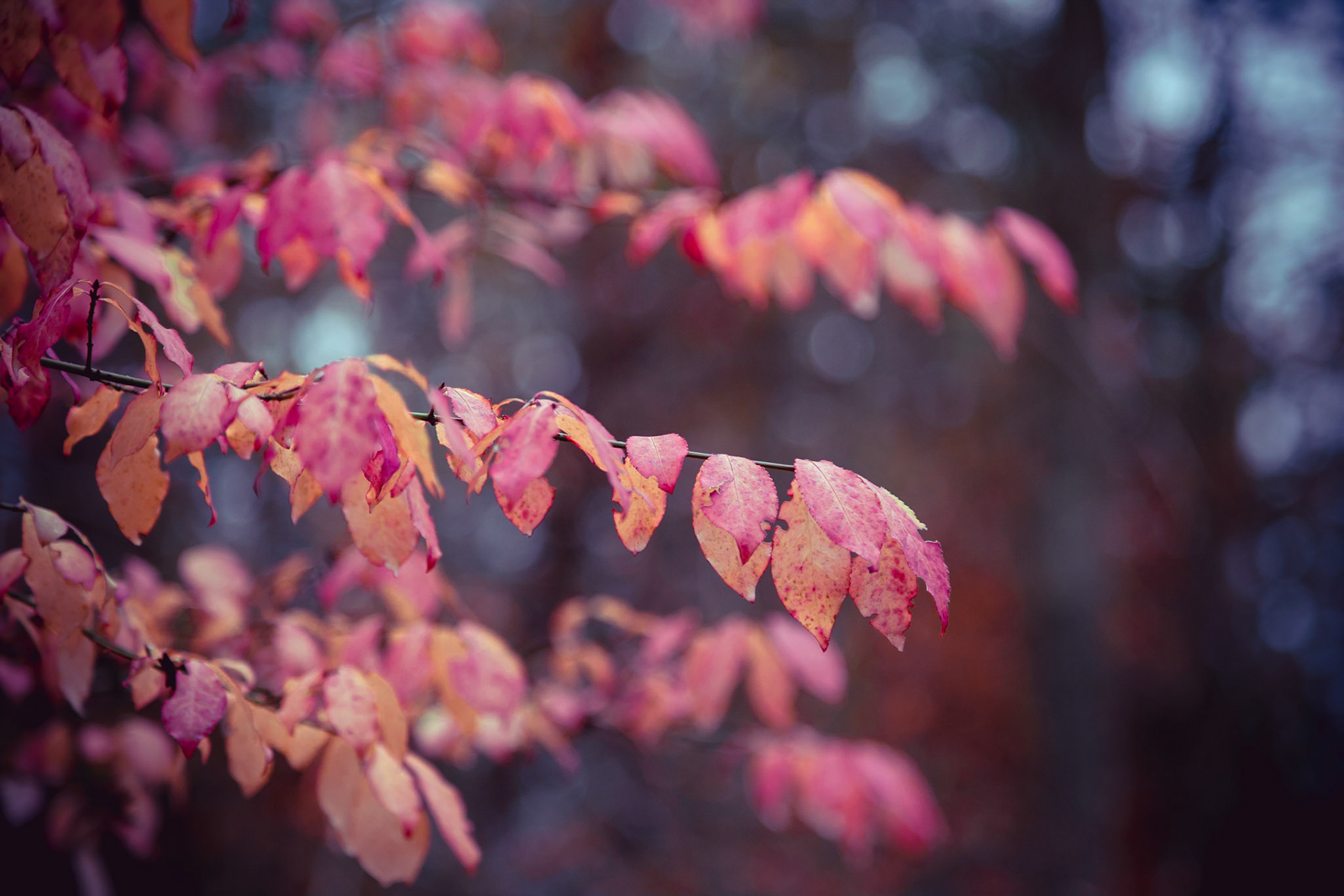 The foliage in Jefferson Forest is absolutely rad. the vast variety of tree types helps a long pleasant fall show!