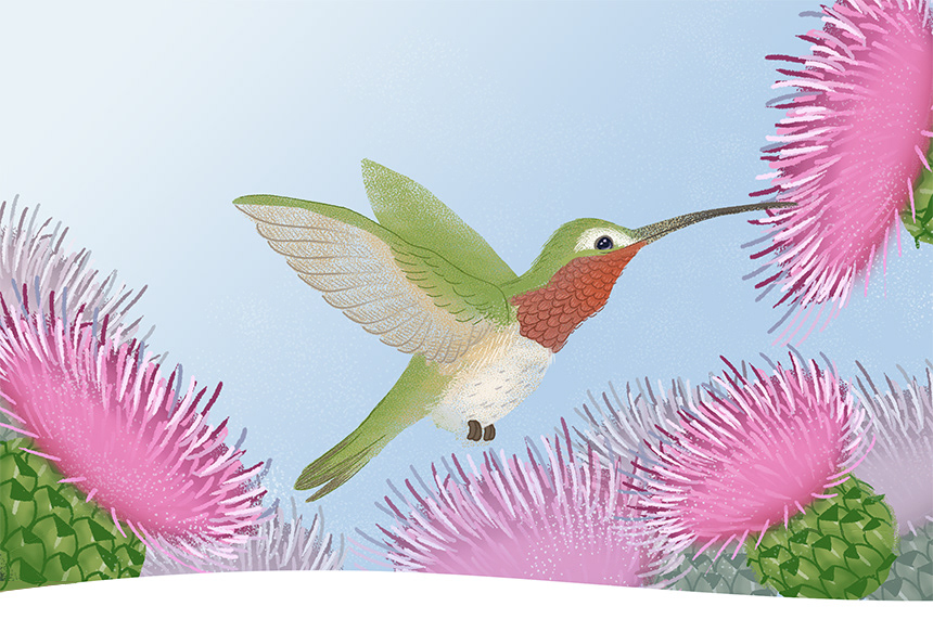 book illustration showing a desert hummingbird and pink flowers