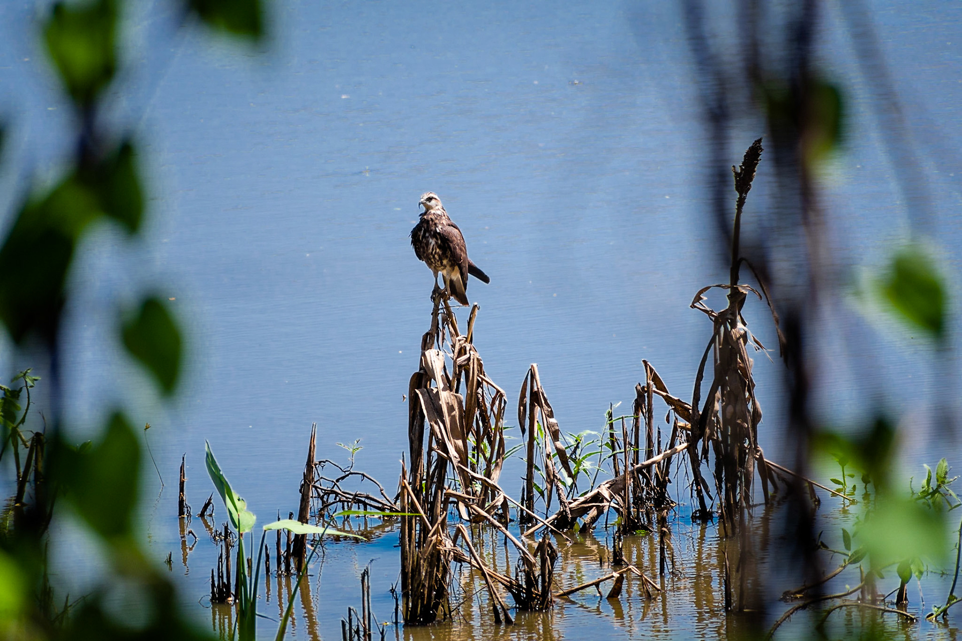 Hunting the hunter #birds #nikonshooter #ishootraw #animals #birdsofinstagram? #birdsofprey
