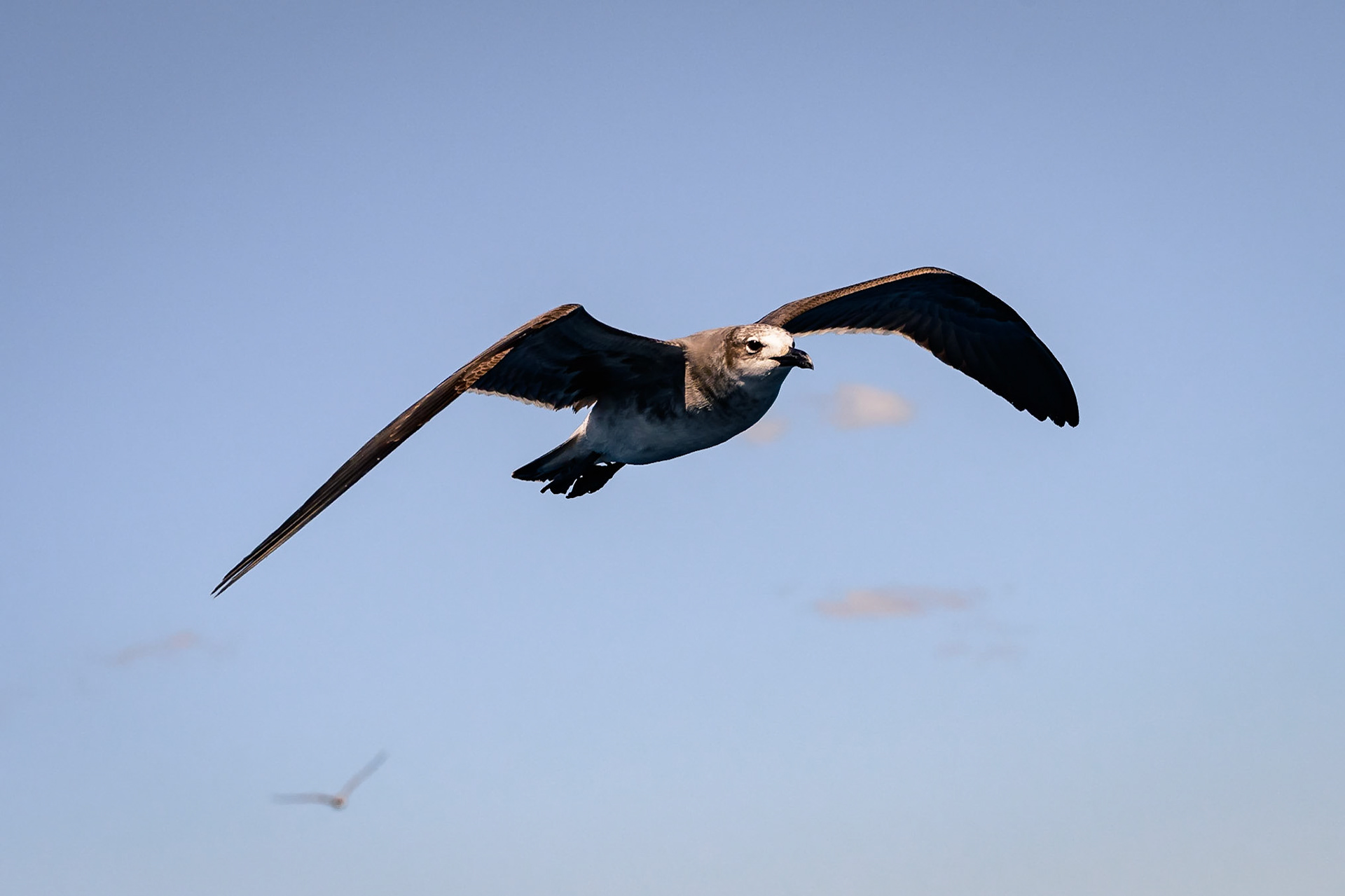 A volar