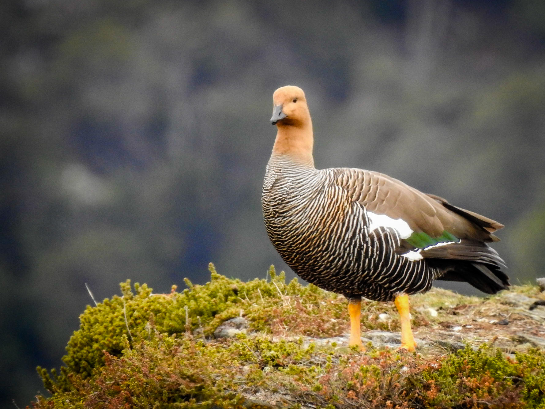 Usuhaia duck