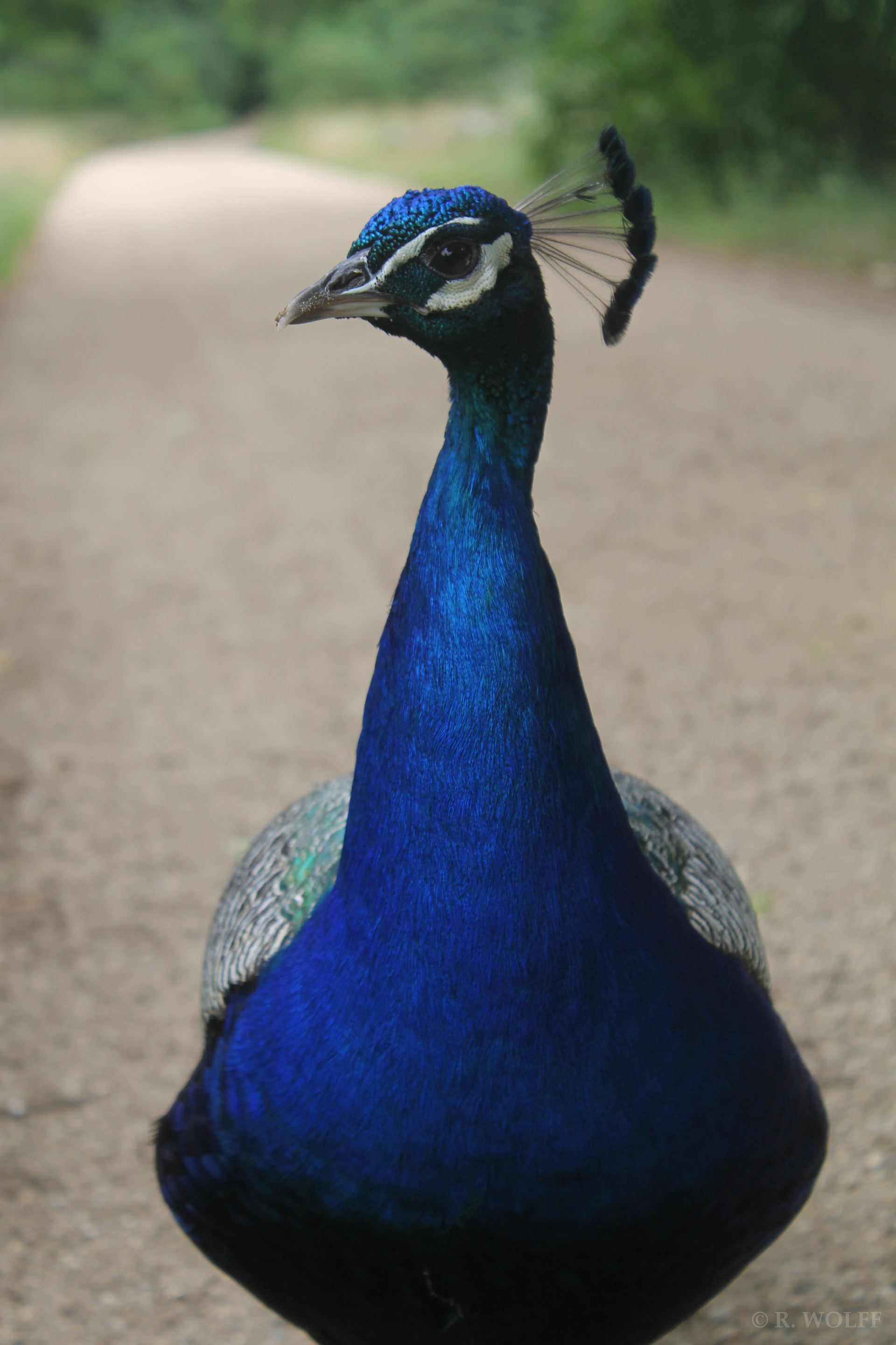 Portrait of a peacock, Pfaueninsel , Berlin. © Rudy Wolff.