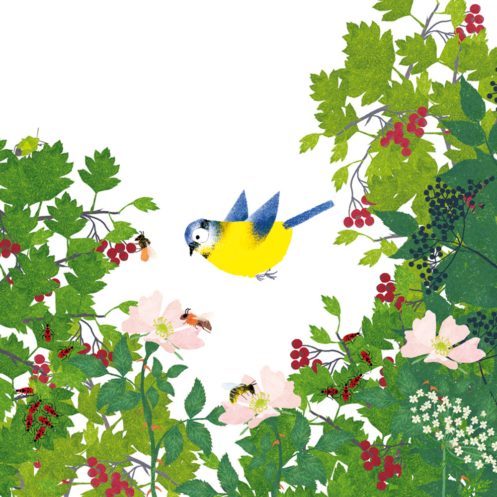 Emmanuelle Houssais illustratrice illustration graphiste graphisme album jeunesse exposition biodiversité voyage ecosysteme mésange
