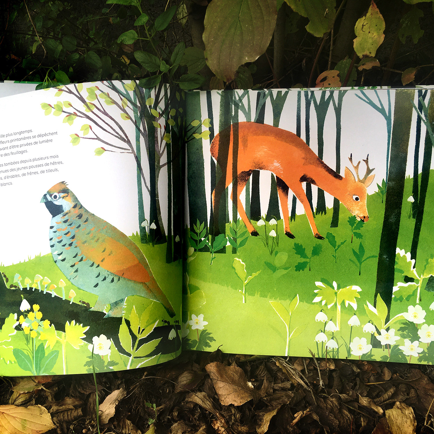 Emmanuelle Houssais illustratrice illustration graphiste graphisme album jeunesse exposition biodiversité