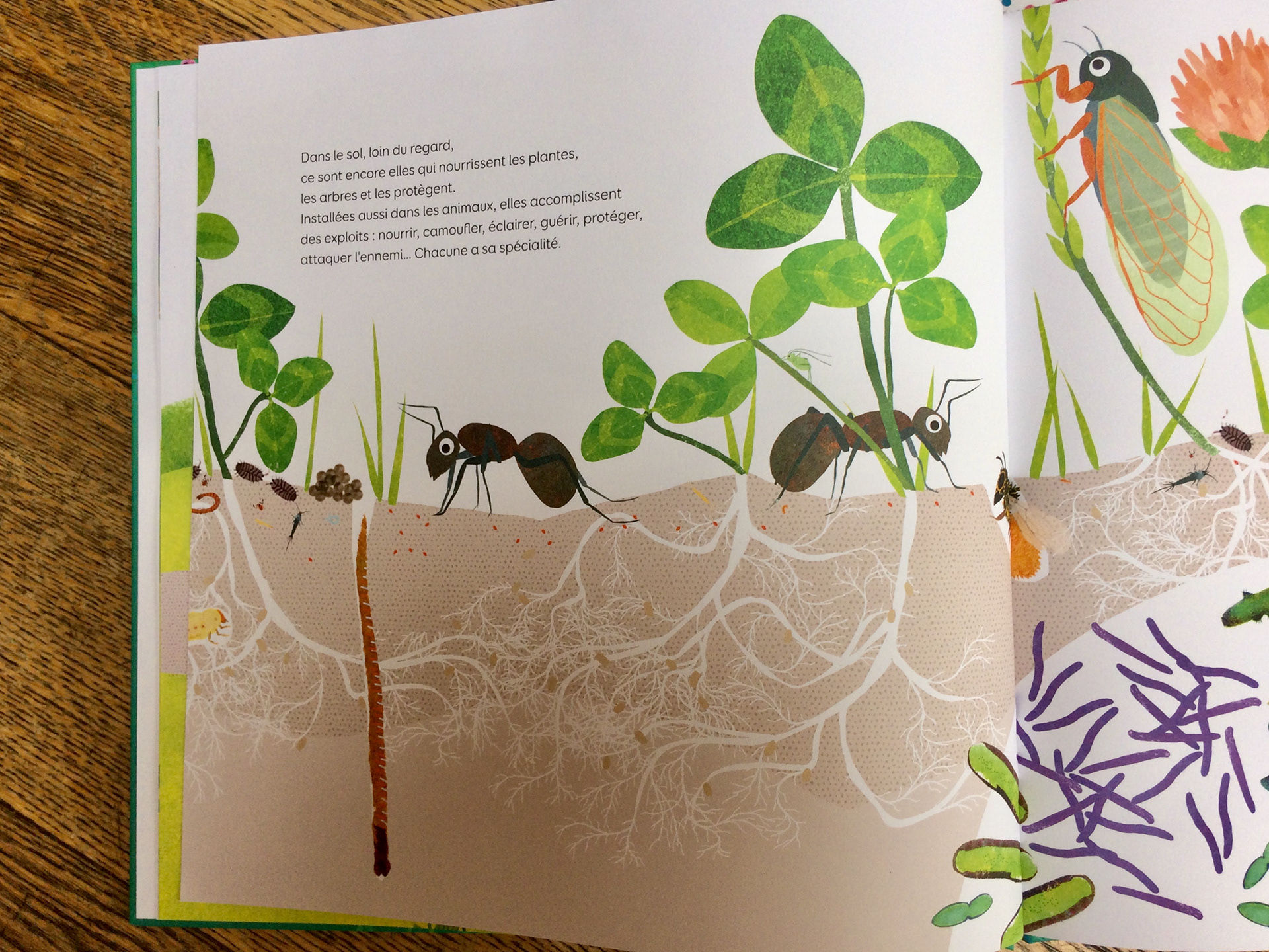 Emmanuelle Houssais illustratrice illustration graphiste graphisme album jeunesse exposition biodiversité bactérie santé insecte