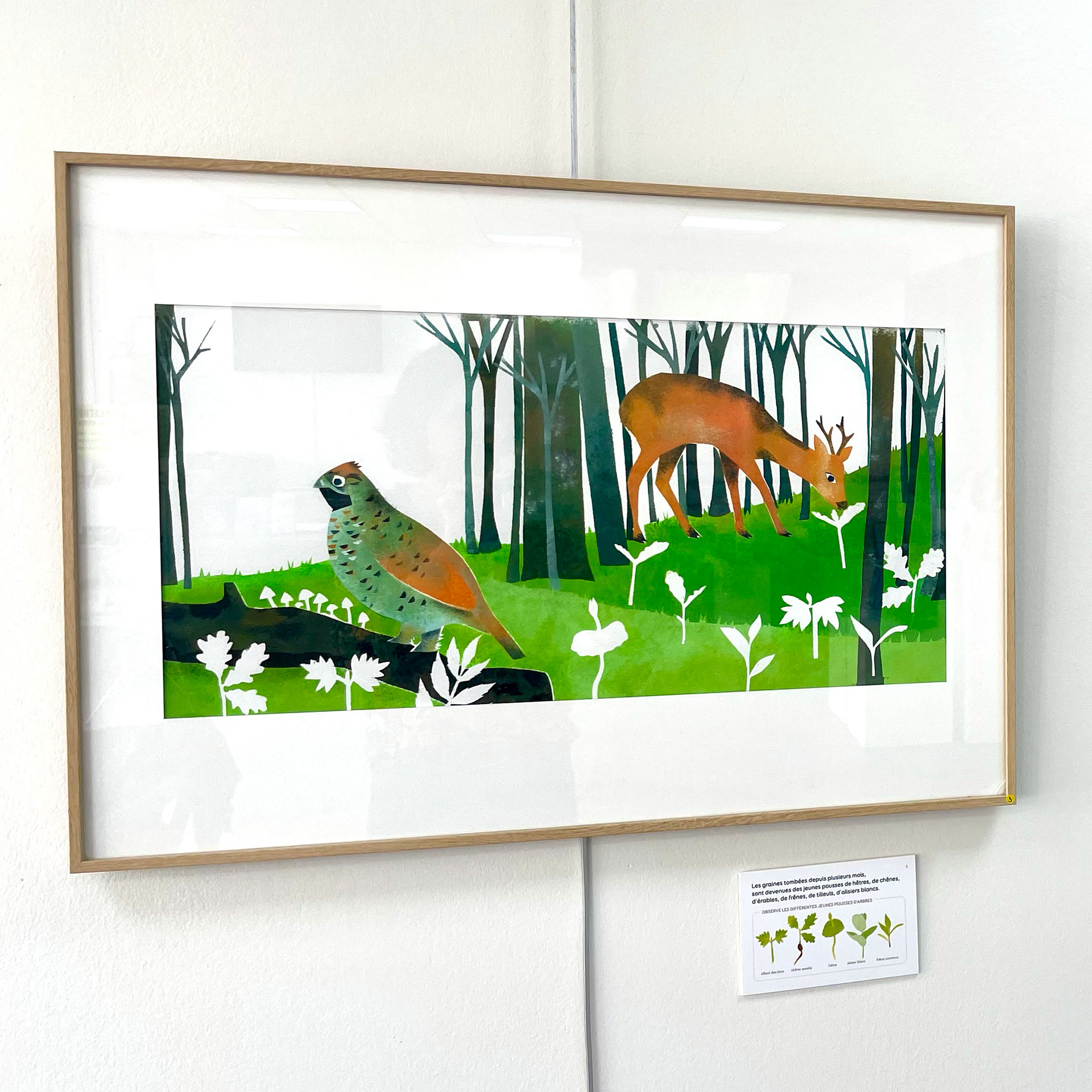 Emmanuelle Houssais illustratrice illustration graphiste graphisme album jeunesse exposition biodiversité