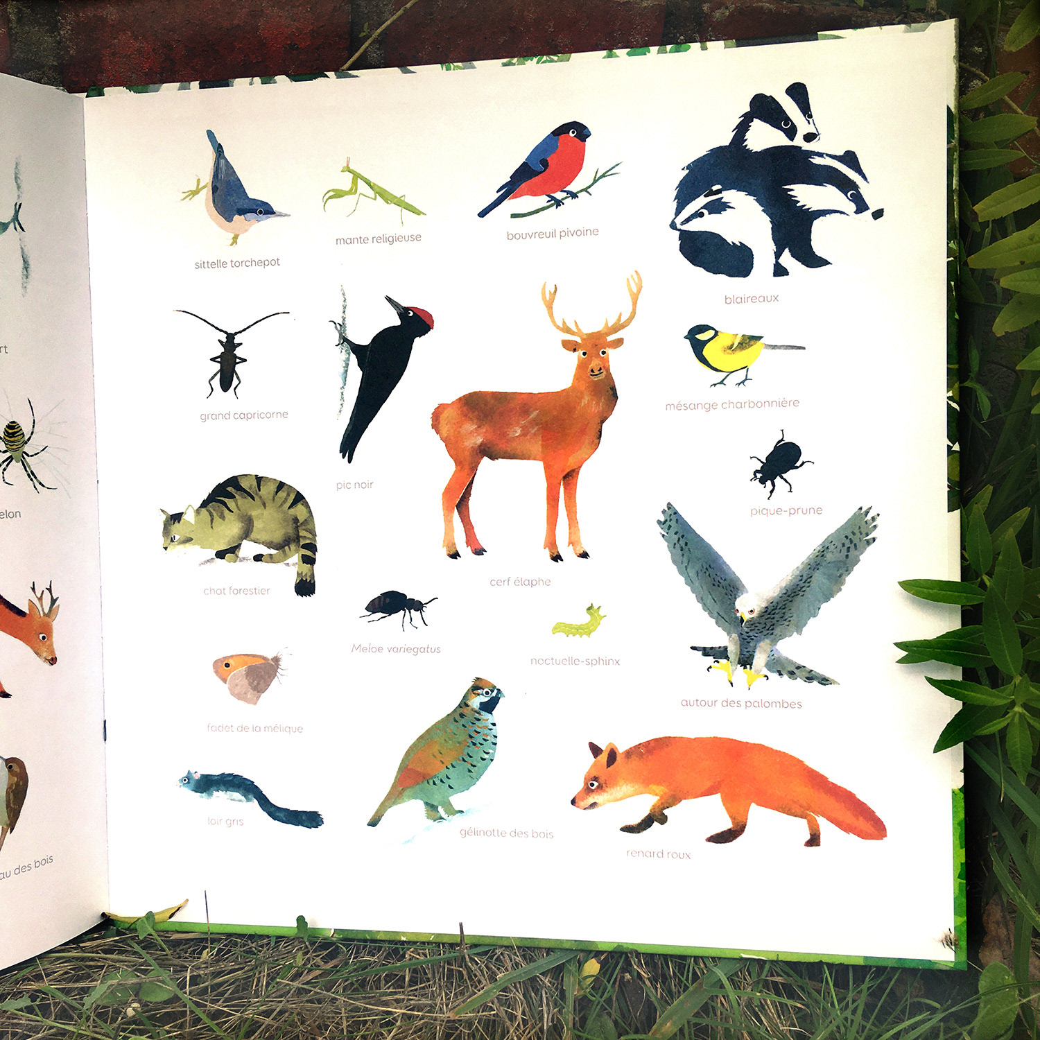 Emmanuelle Houssais illustratrice illustration graphiste graphisme album jeunesse exposition biodiversité