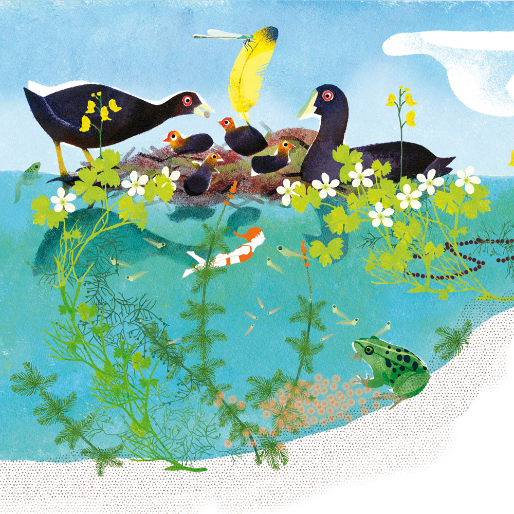 Emmanuelle Houssais illustratrice illustration graphiste graphisme album jeunesse exposition biodiversité voyage ecosysteme foulque