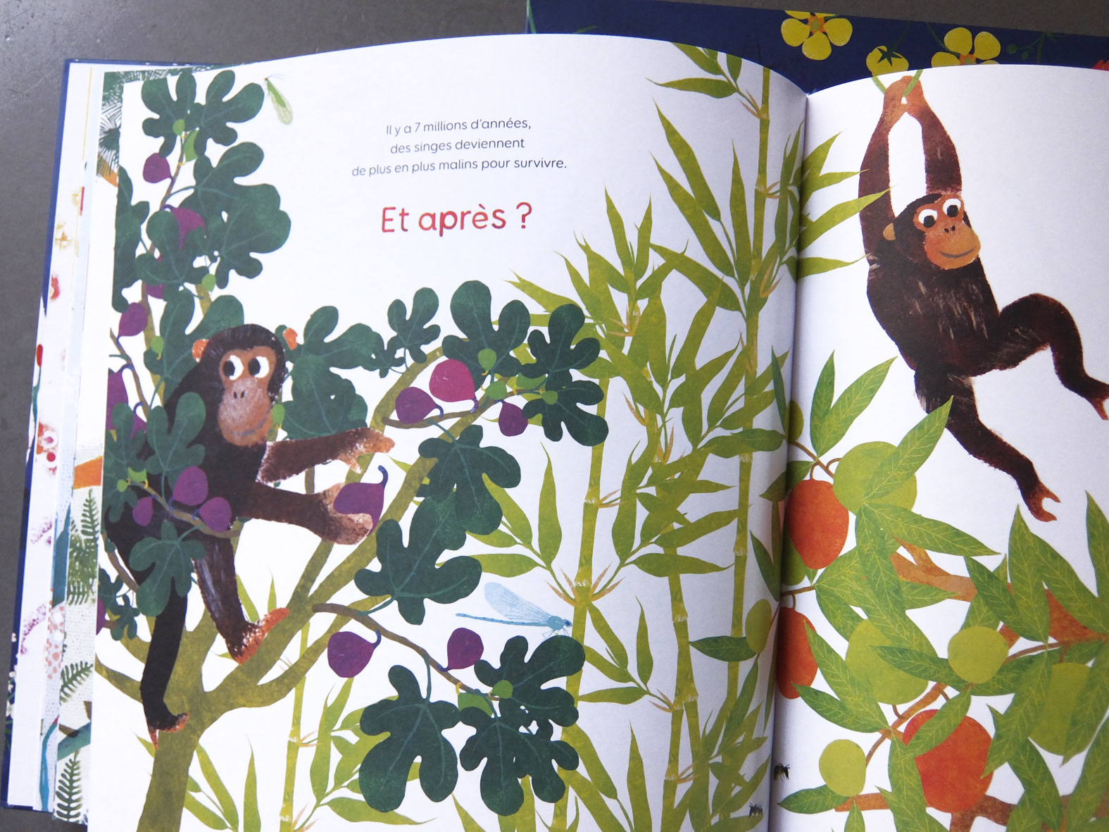 Emmanuelle Houssais illustratrice illustration graphiste graphisme album jeunesse exposition biodiversité singe