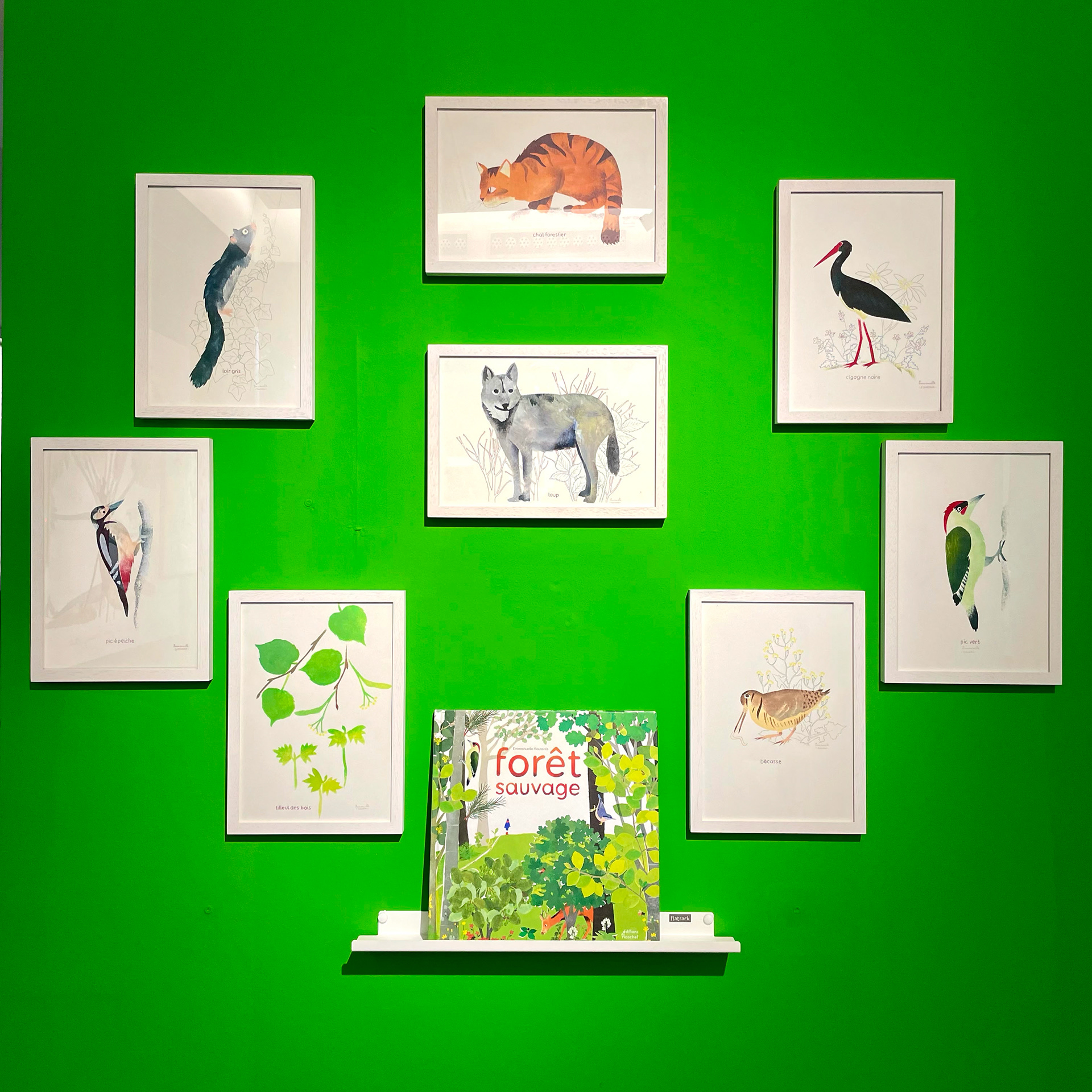 Emmanuelle Houssais illustratrice illustration graphiste graphisme album jeunesse exposition biodiversité