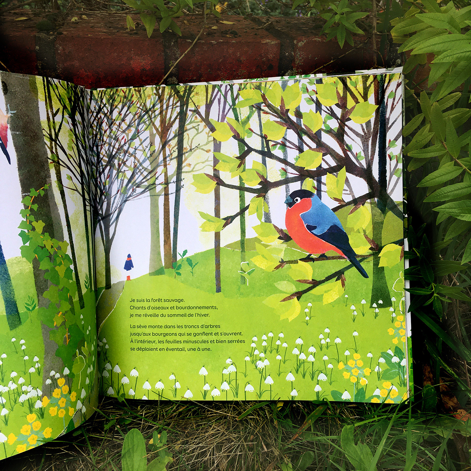 Emmanuelle Houssais illustratrice illustration graphiste graphisme album jeunesse exposition biodiversité