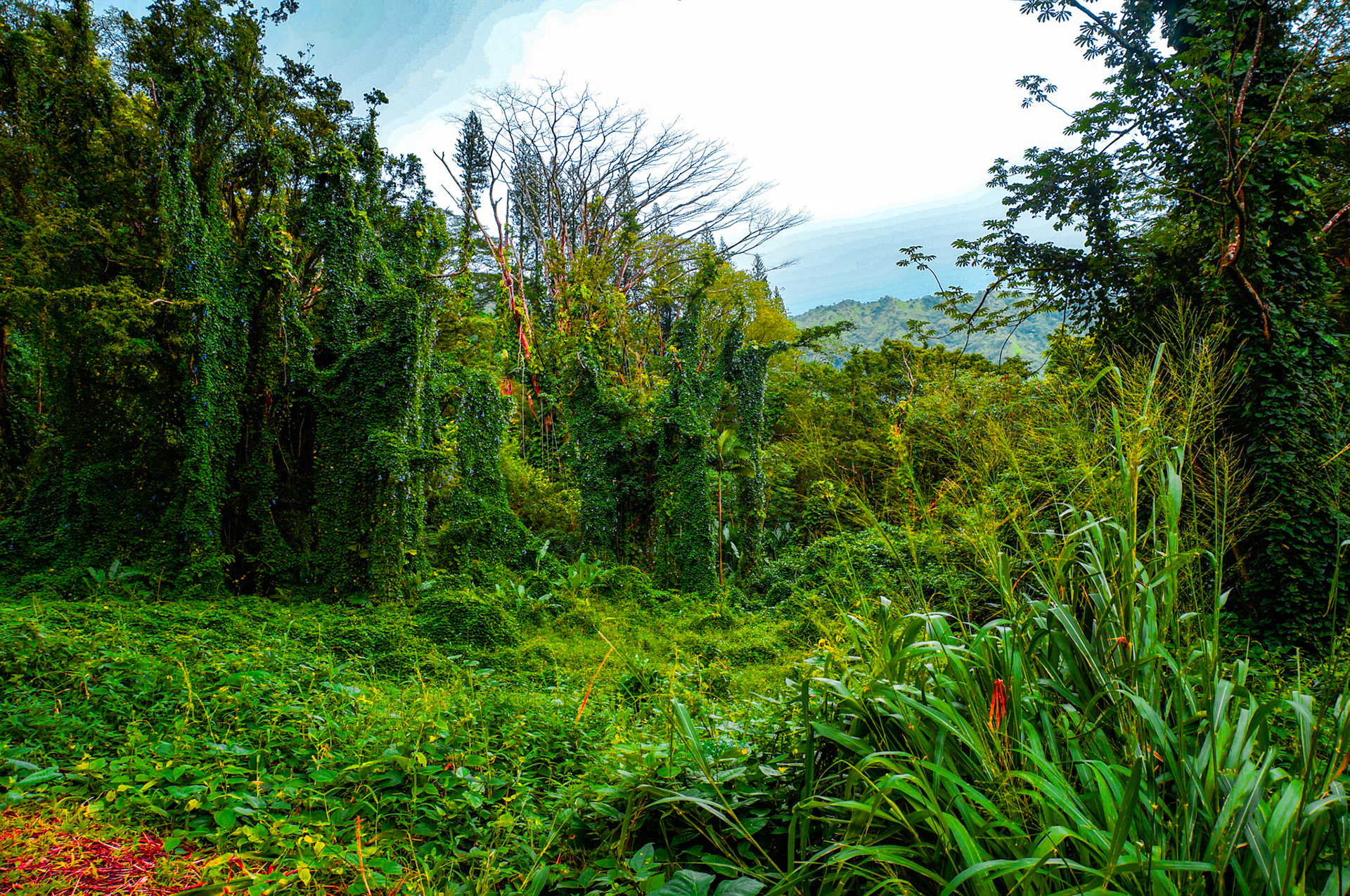 Manoa Falls Trail