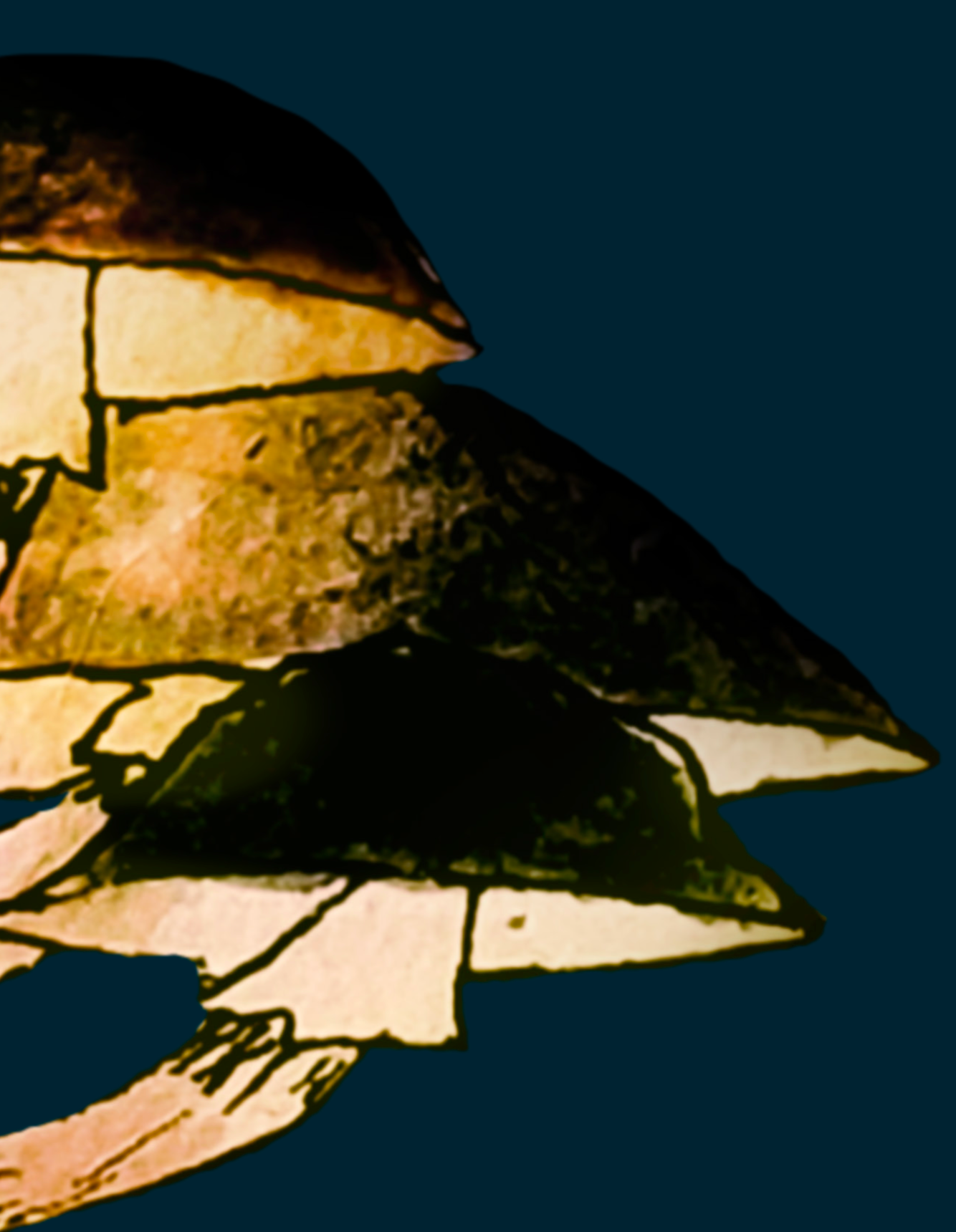 An oyster style mushroom on a blue background