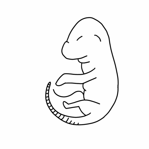 a looping animation of a rat fetus growing up, looking around, dying, and decaying. The bones morph into the shape of mushrooms which merge together to form the shape of the rat fetus once more.