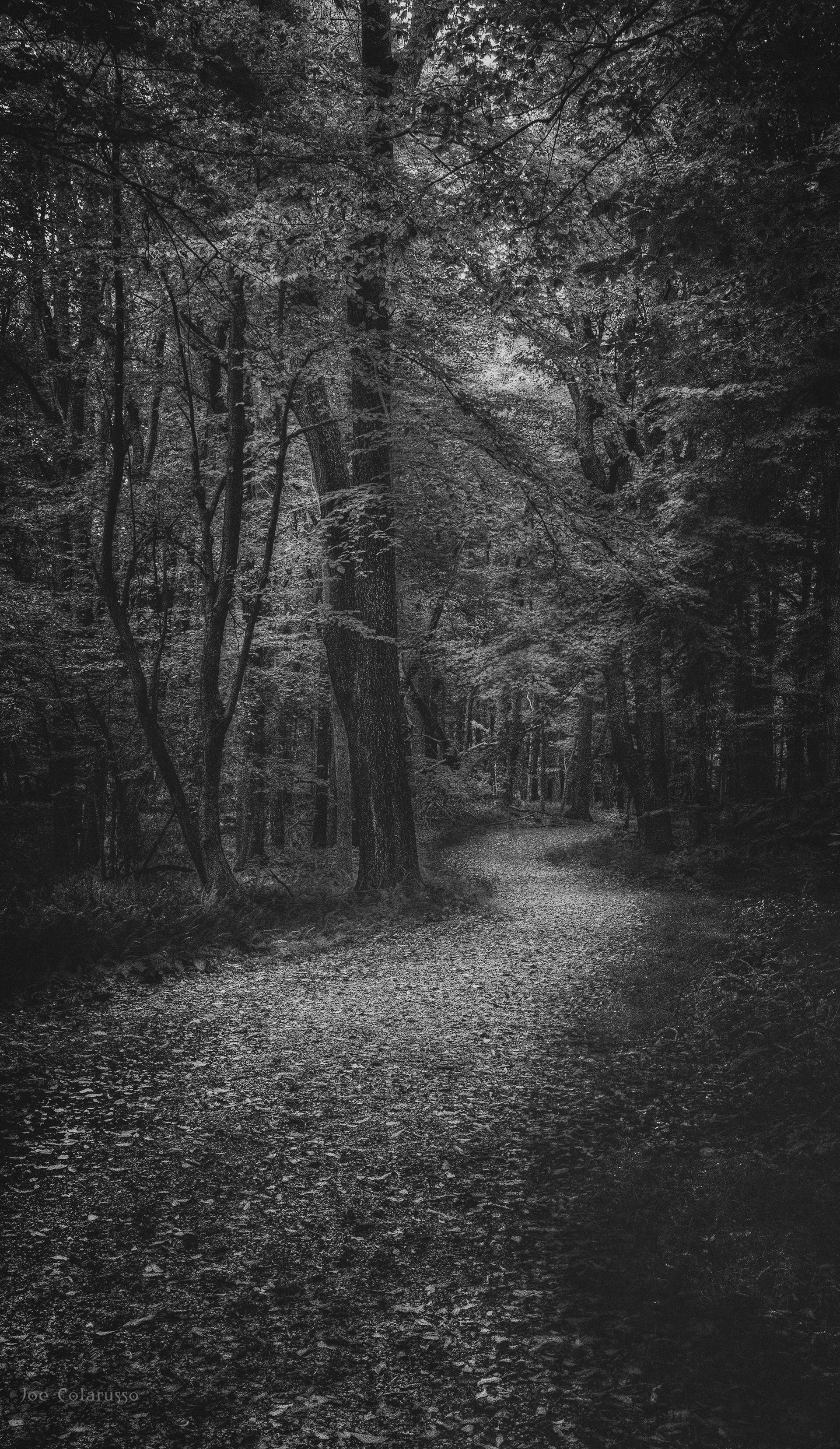 October Walk Through The Woods