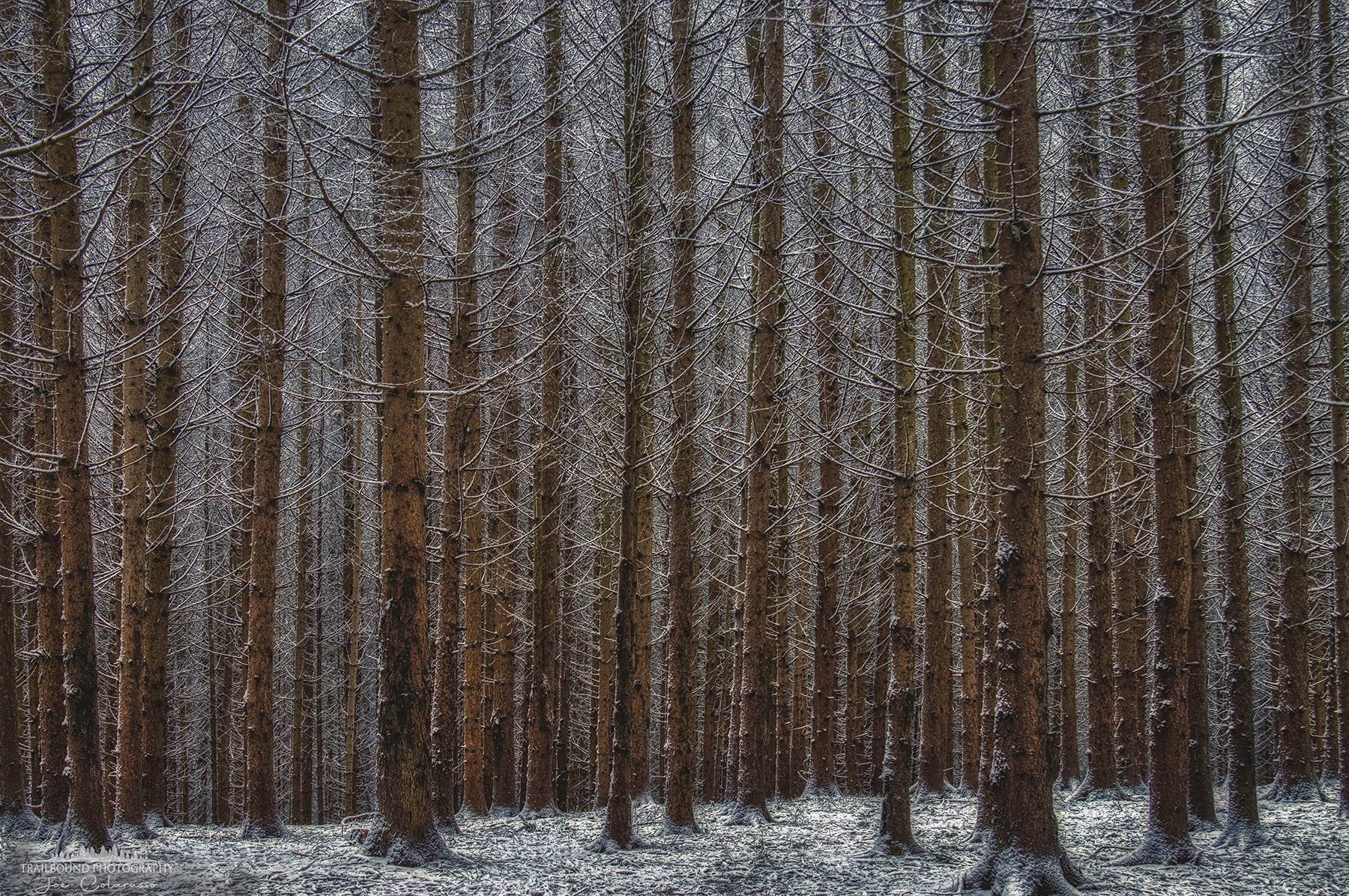 Tall Pines