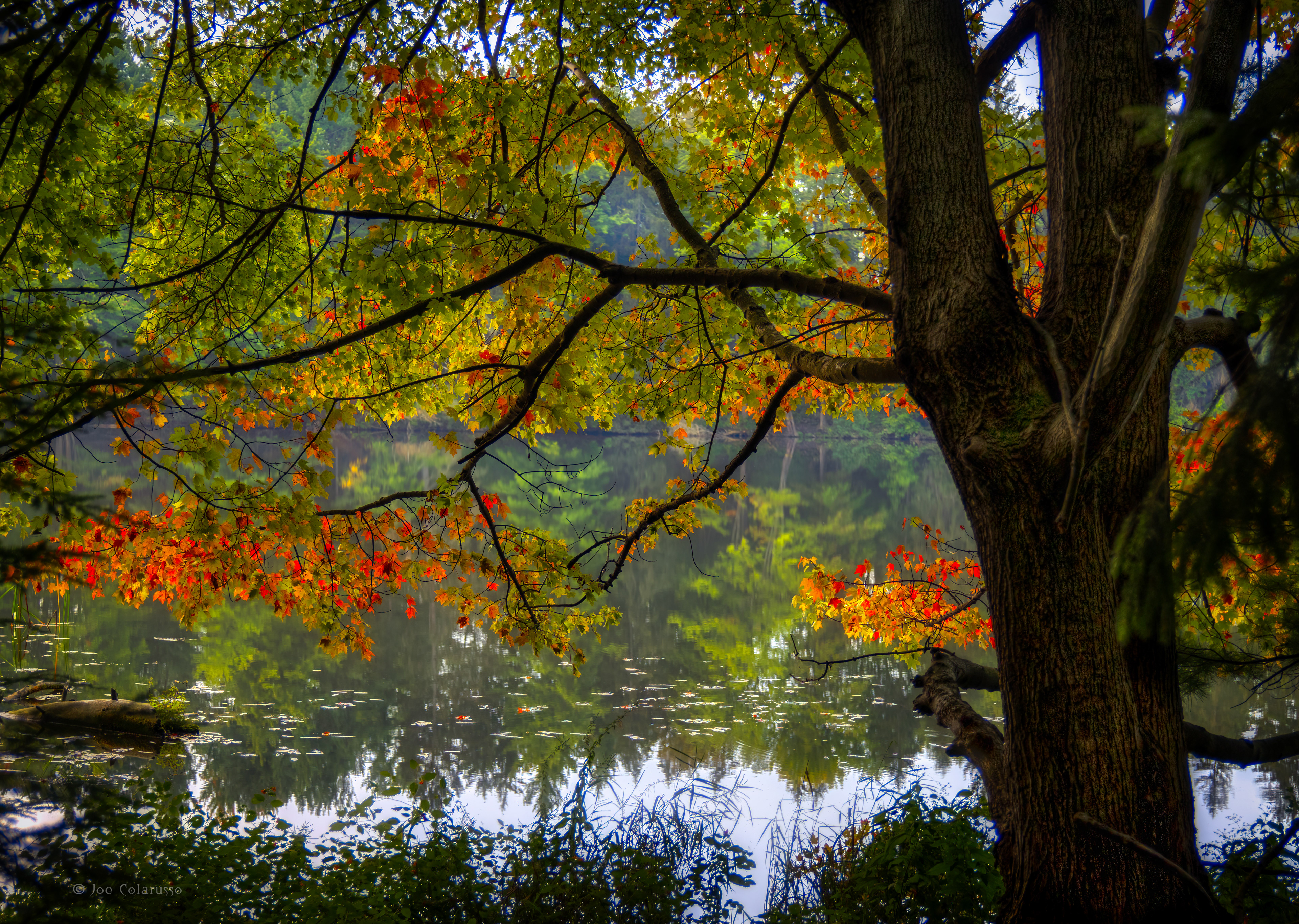 Looking out under the trees
