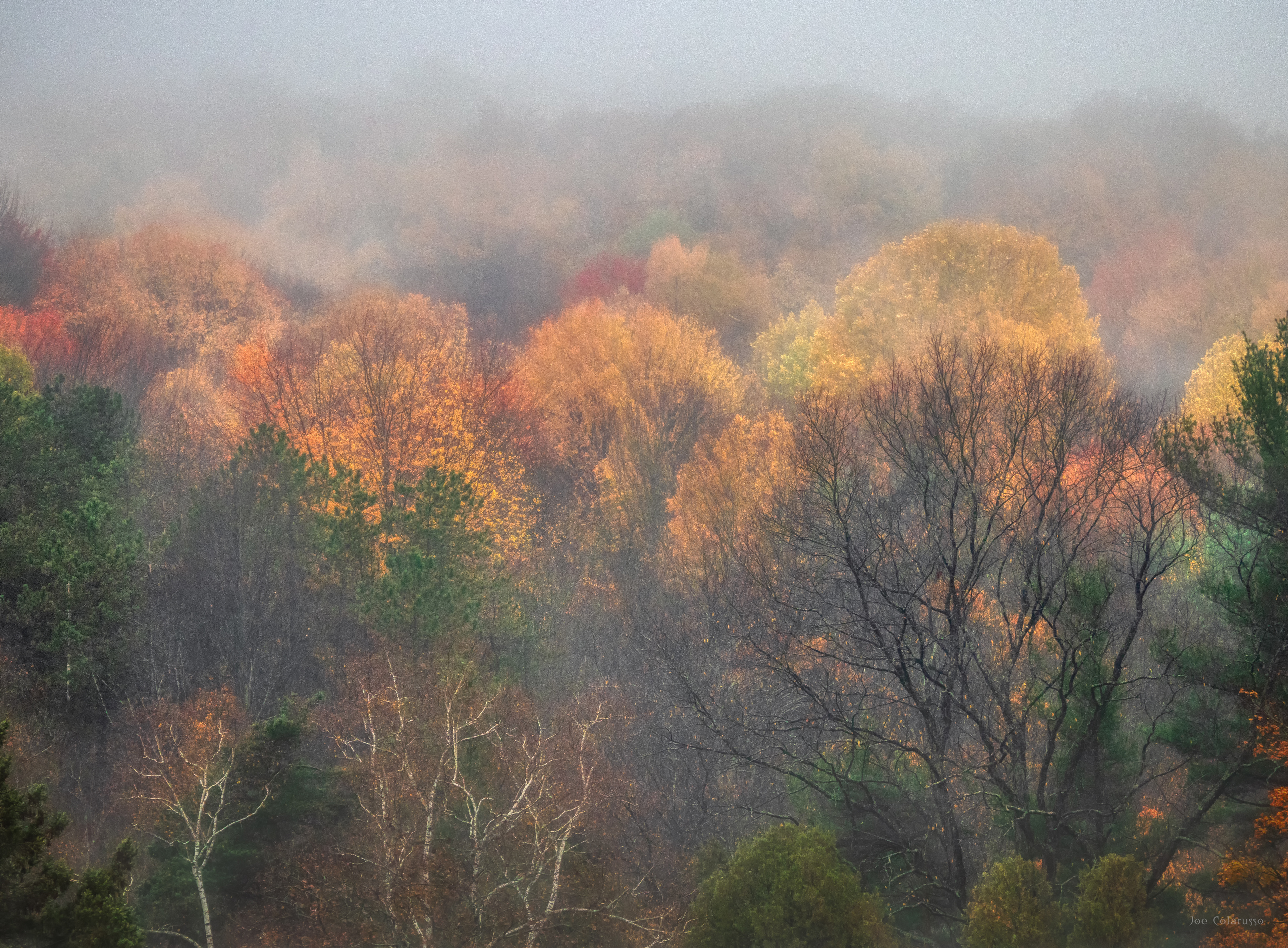 Trees On The Hill