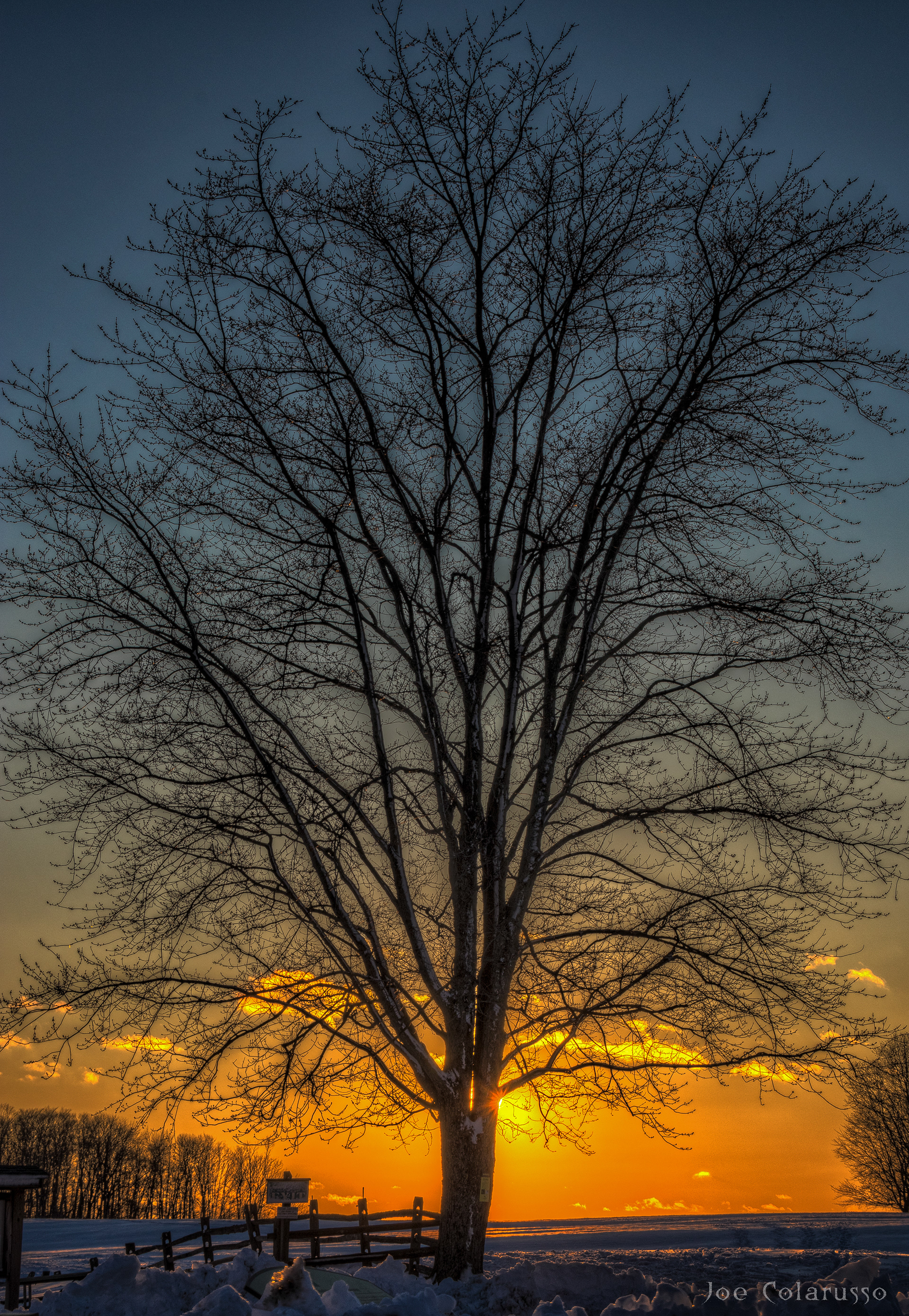 Sunset Tree