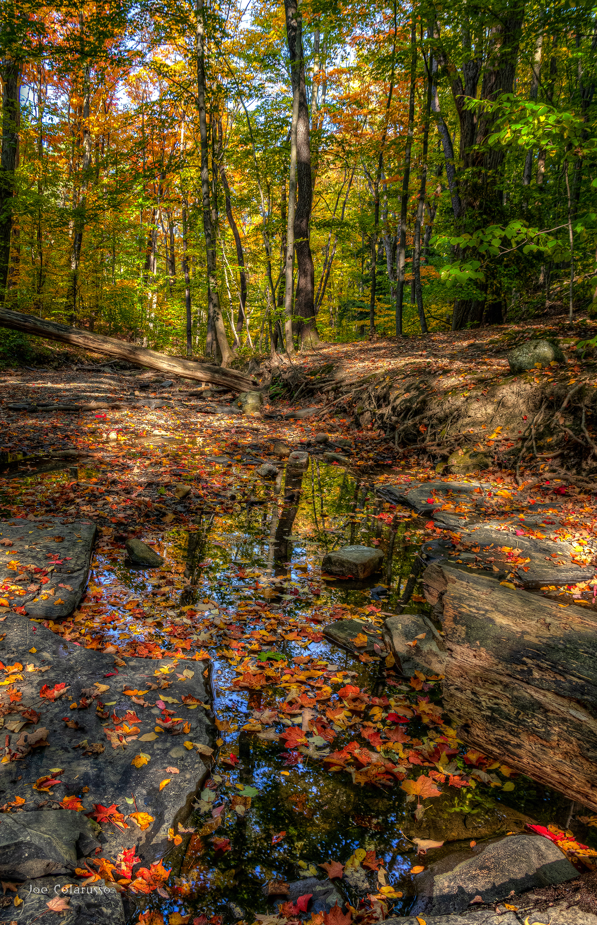 Leaves in the Water