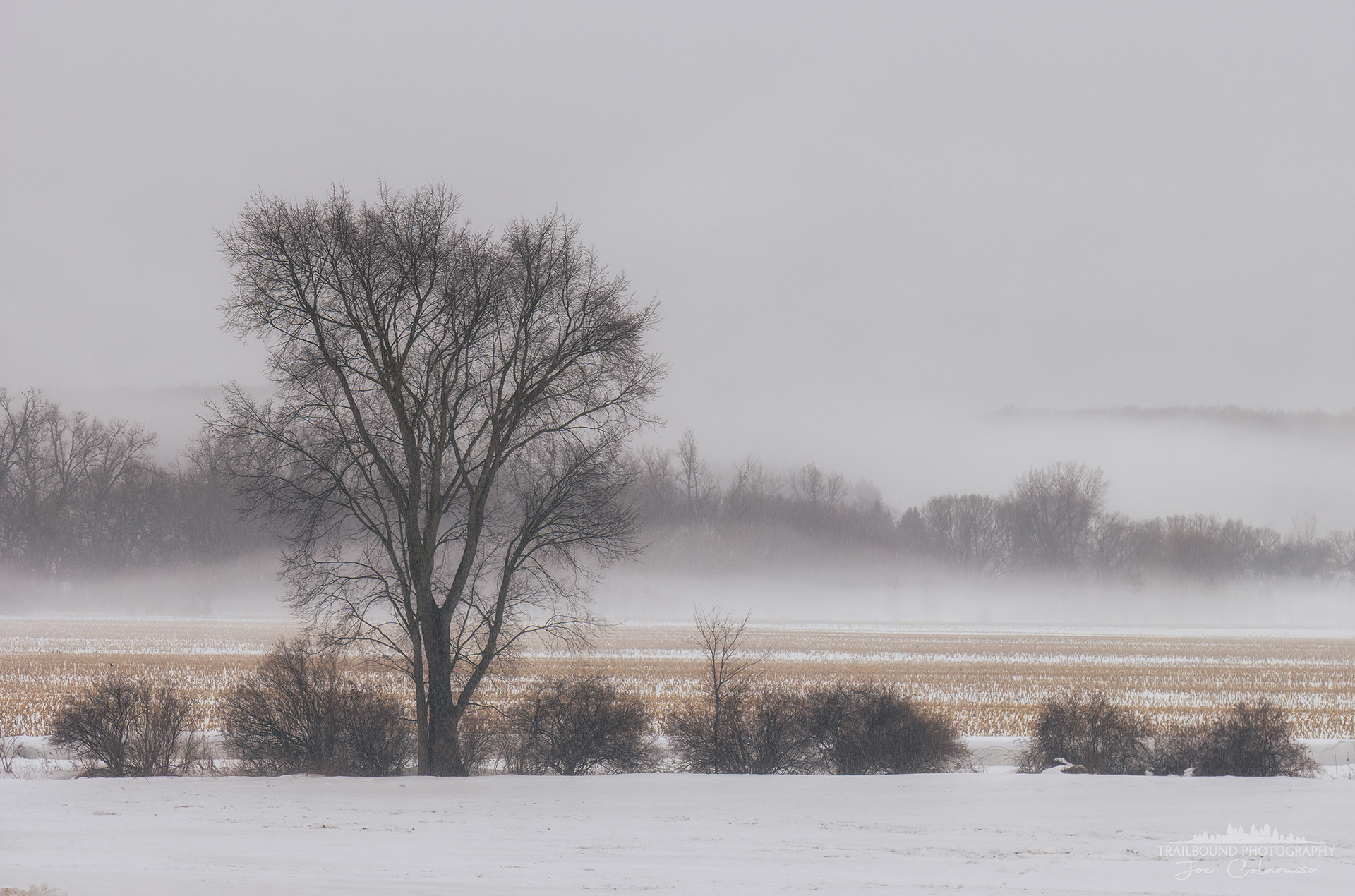 Field of Winter Fog