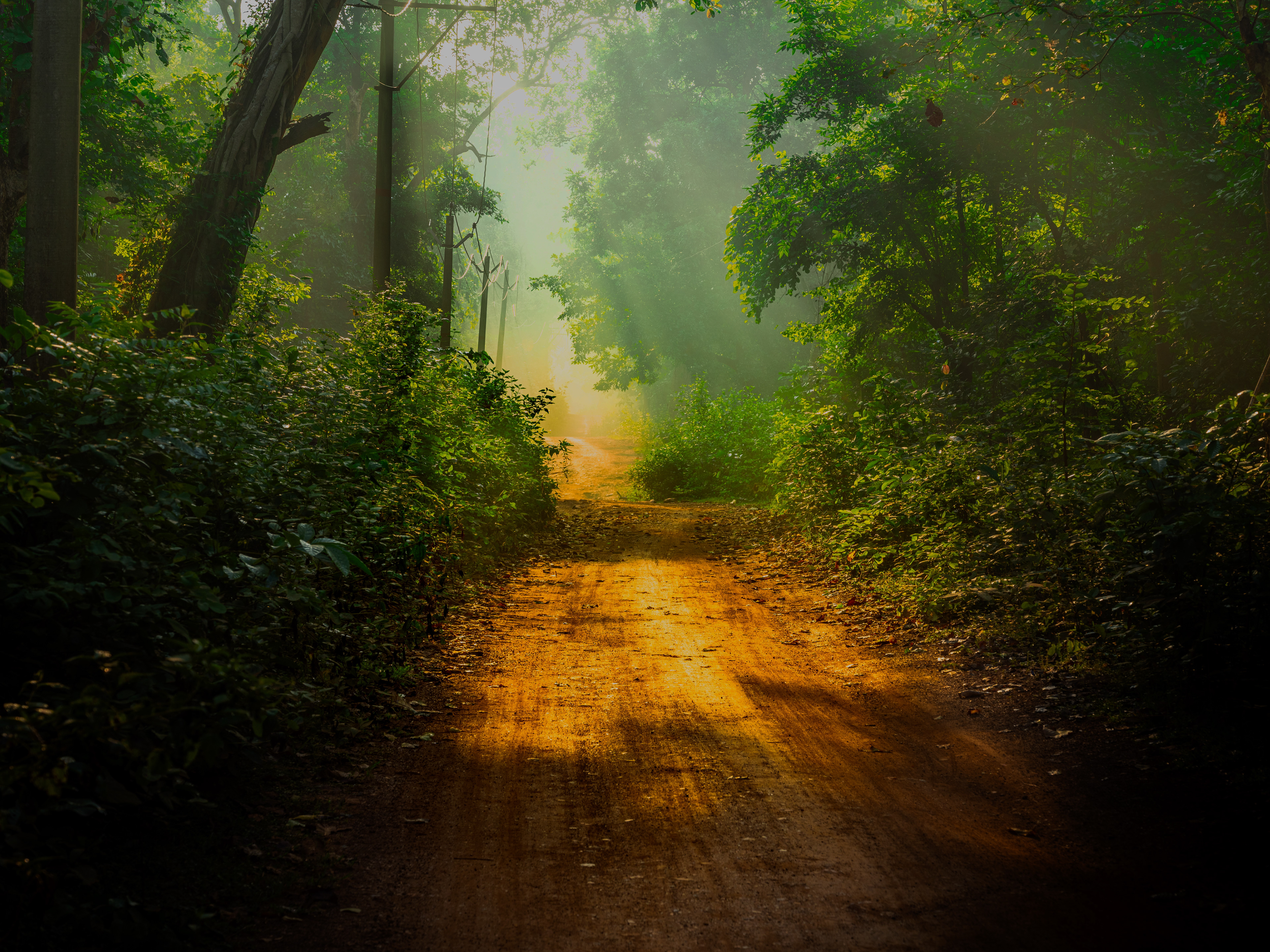 Similipal Tiger reserve, Odisha, India
