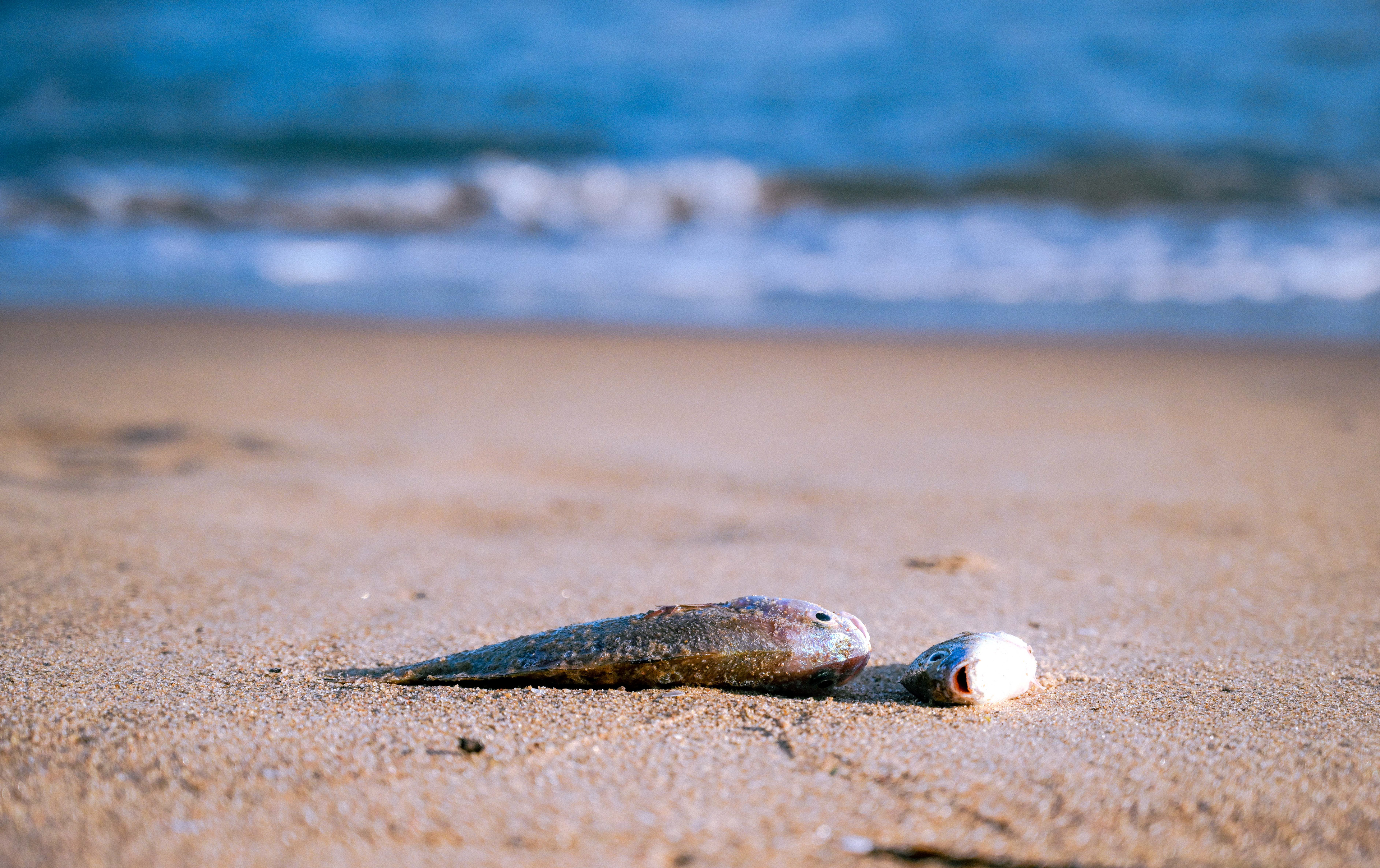Puri Beach, Puri, Odisha, India