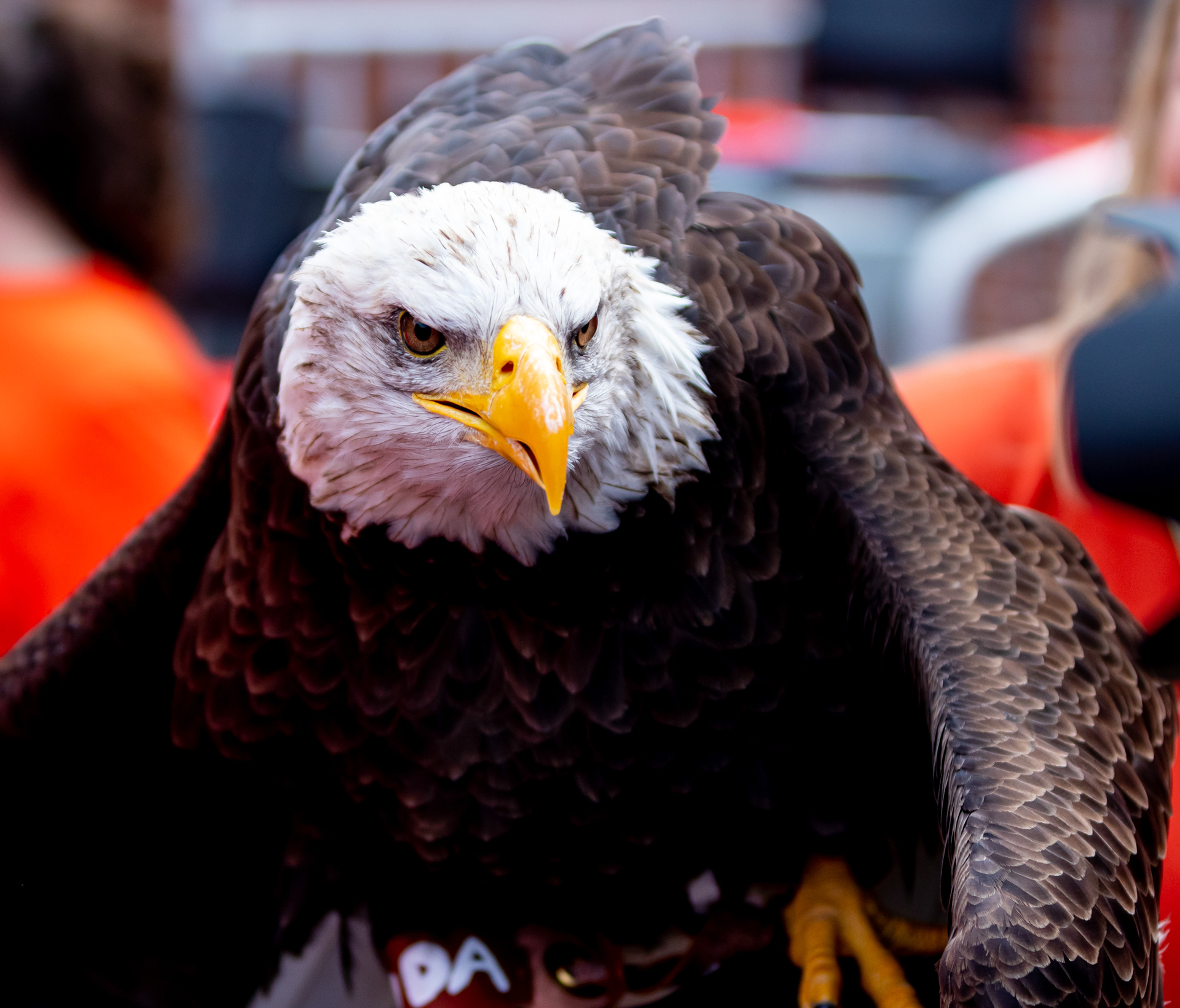 War Eagle
