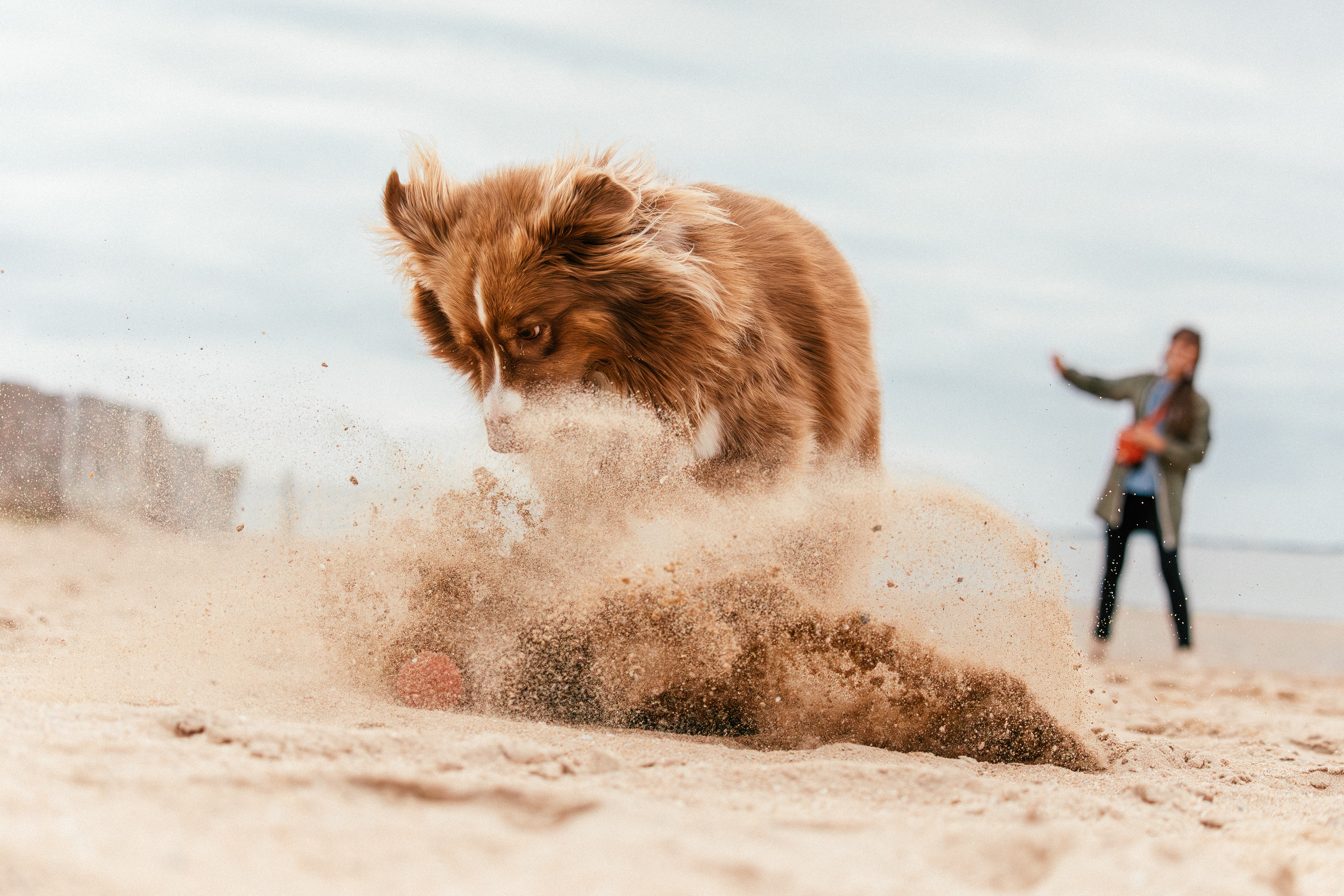 Shooting chien Rubis